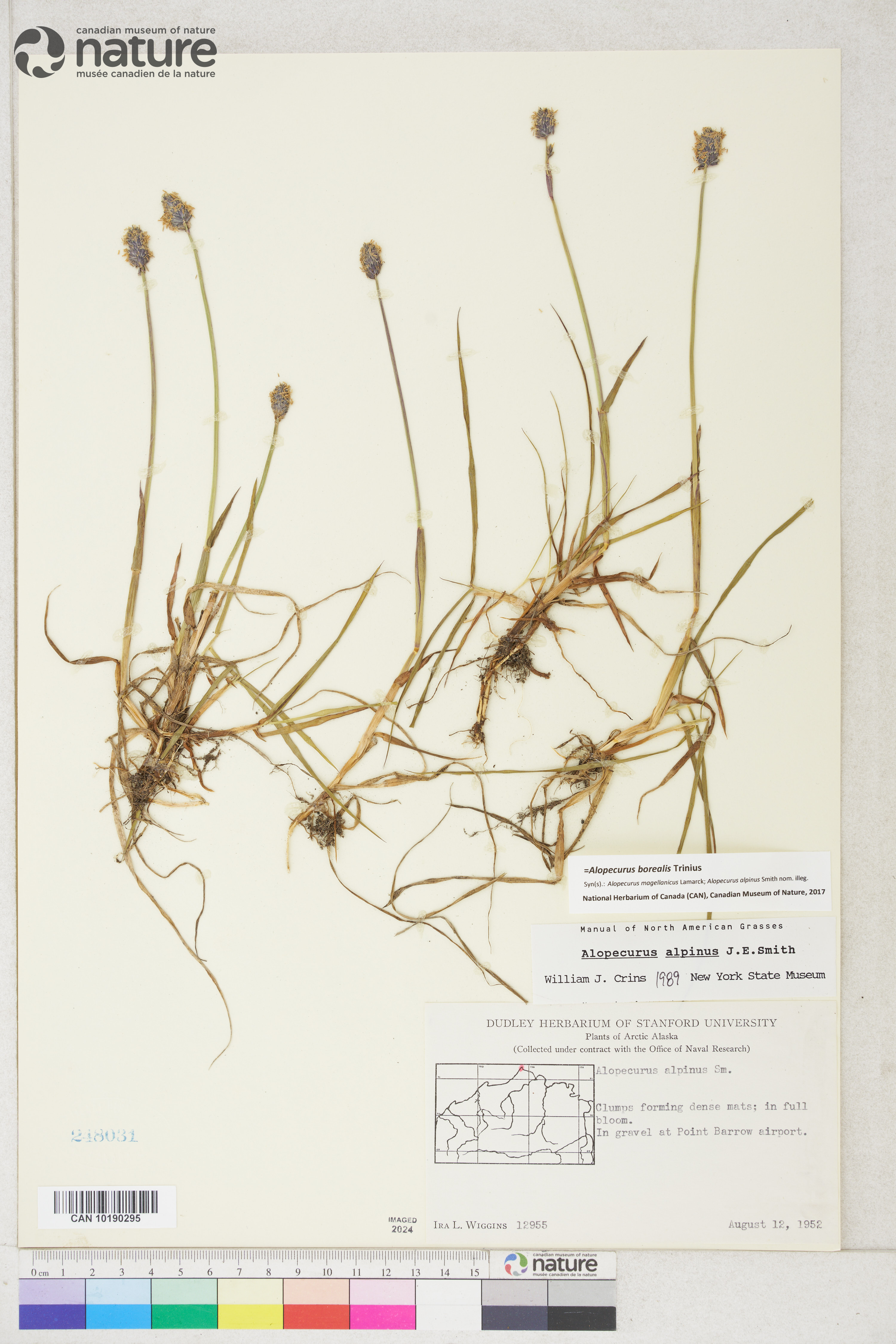 Alopecurus magellanicus image
