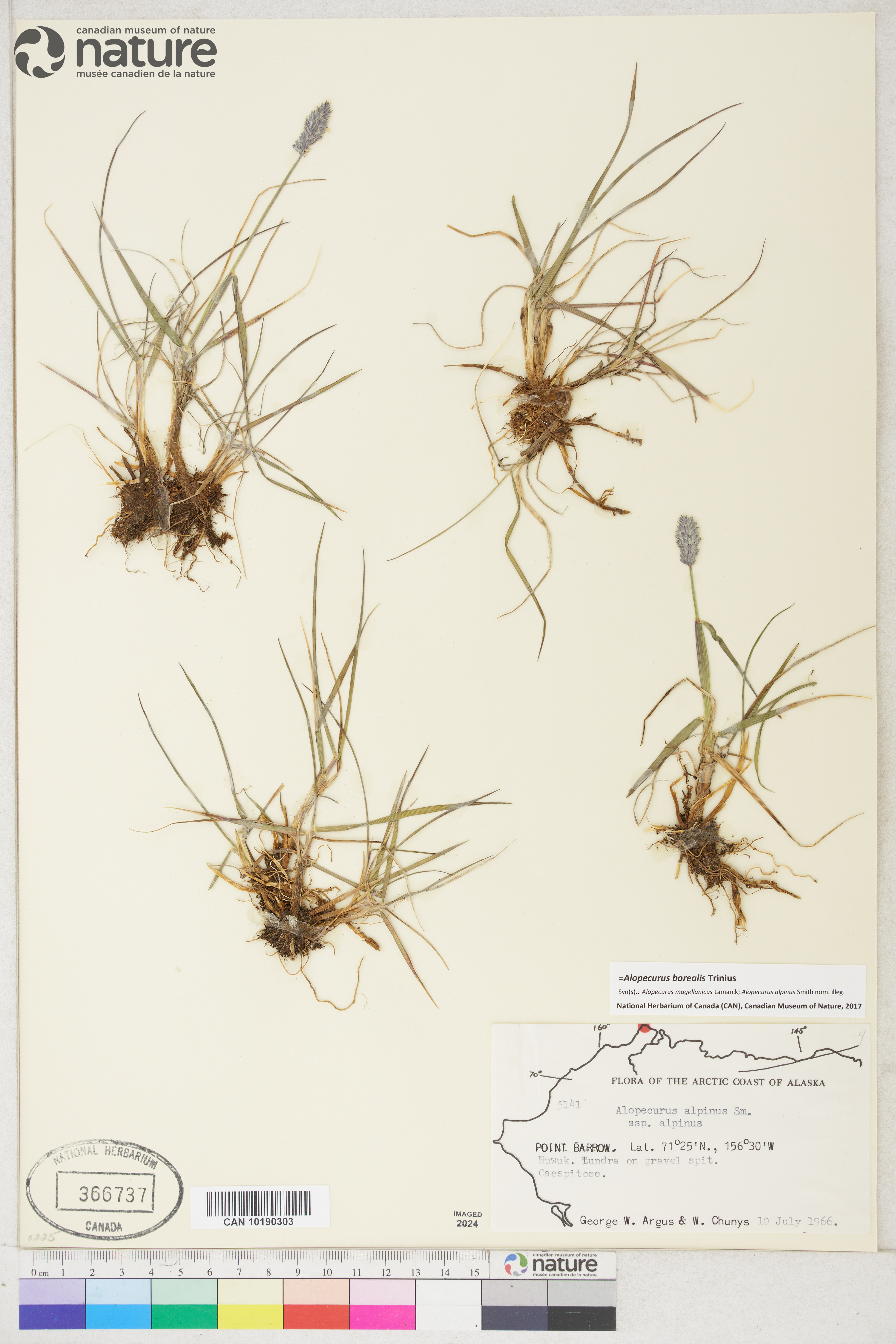 Alopecurus magellanicus image
