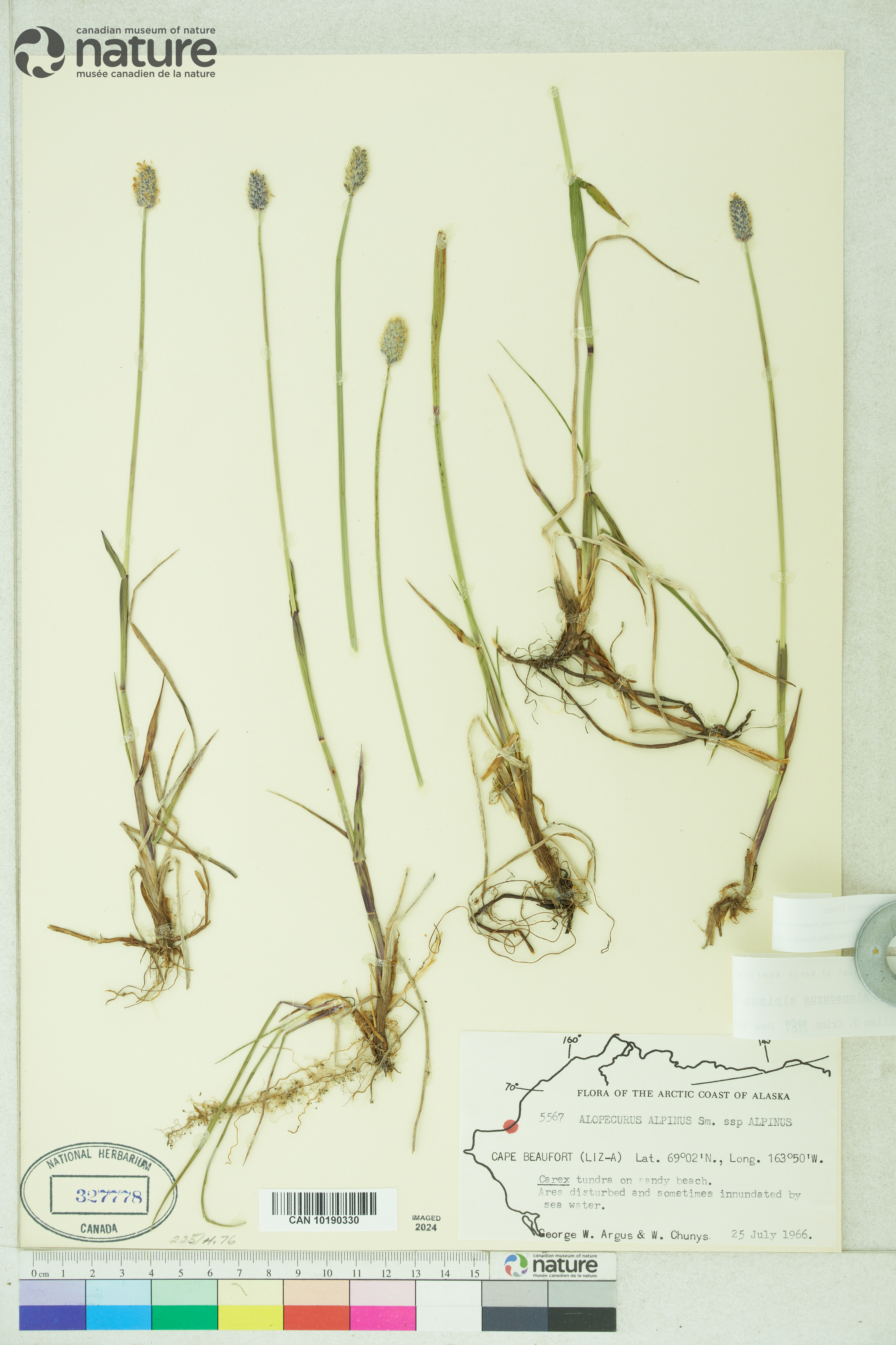 Alopecurus magellanicus image