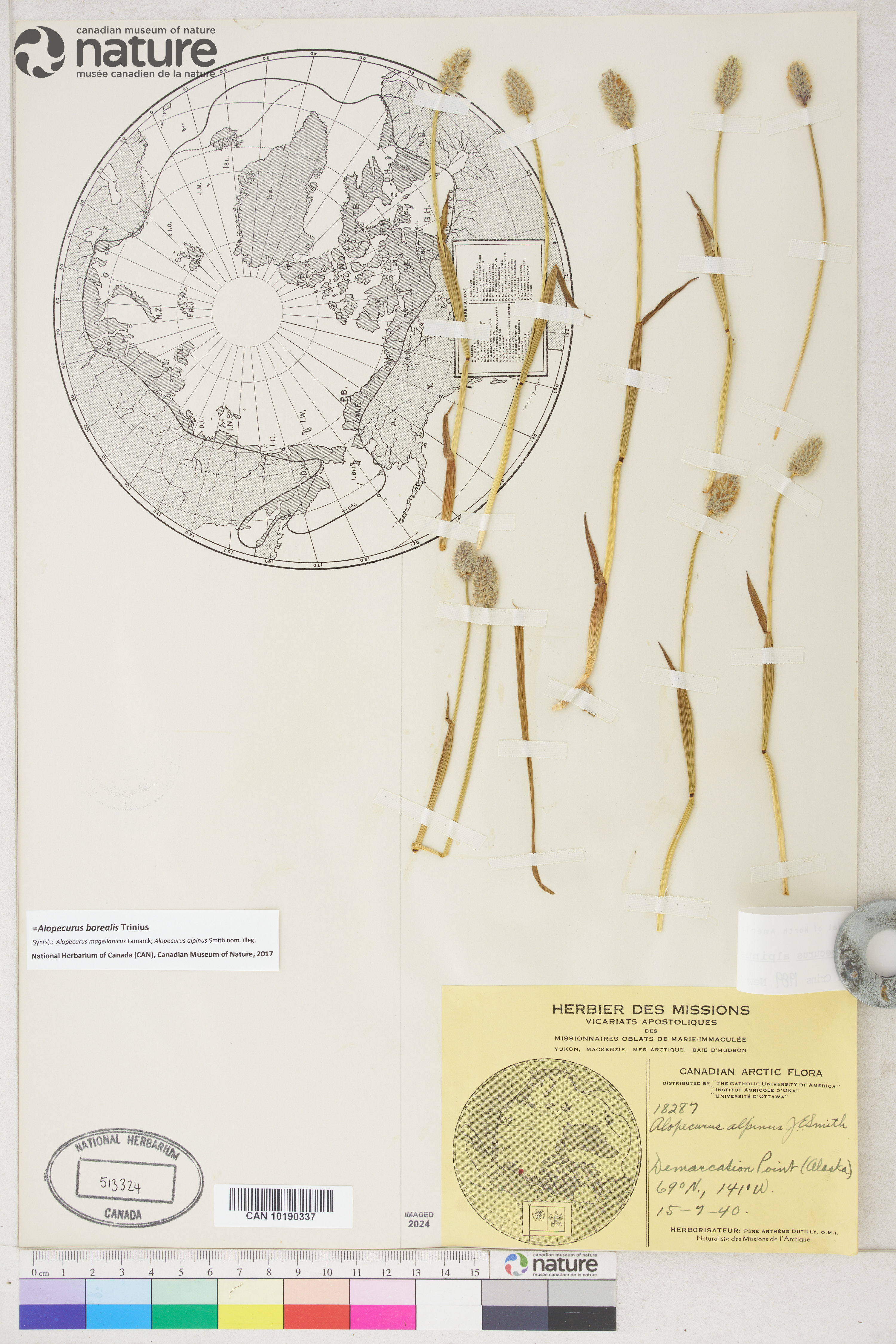 Alopecurus magellanicus image