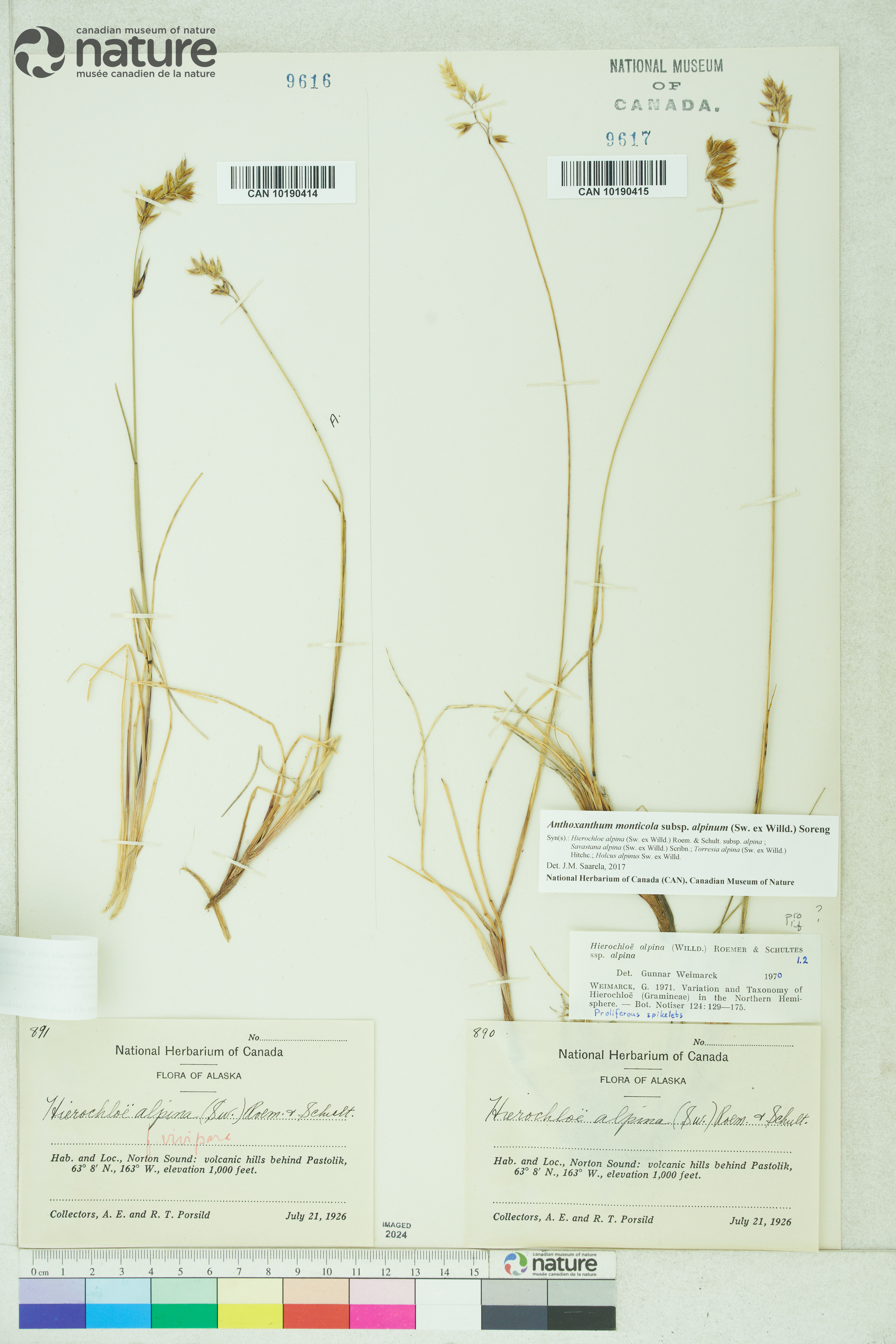 Anthoxanthum monticola image