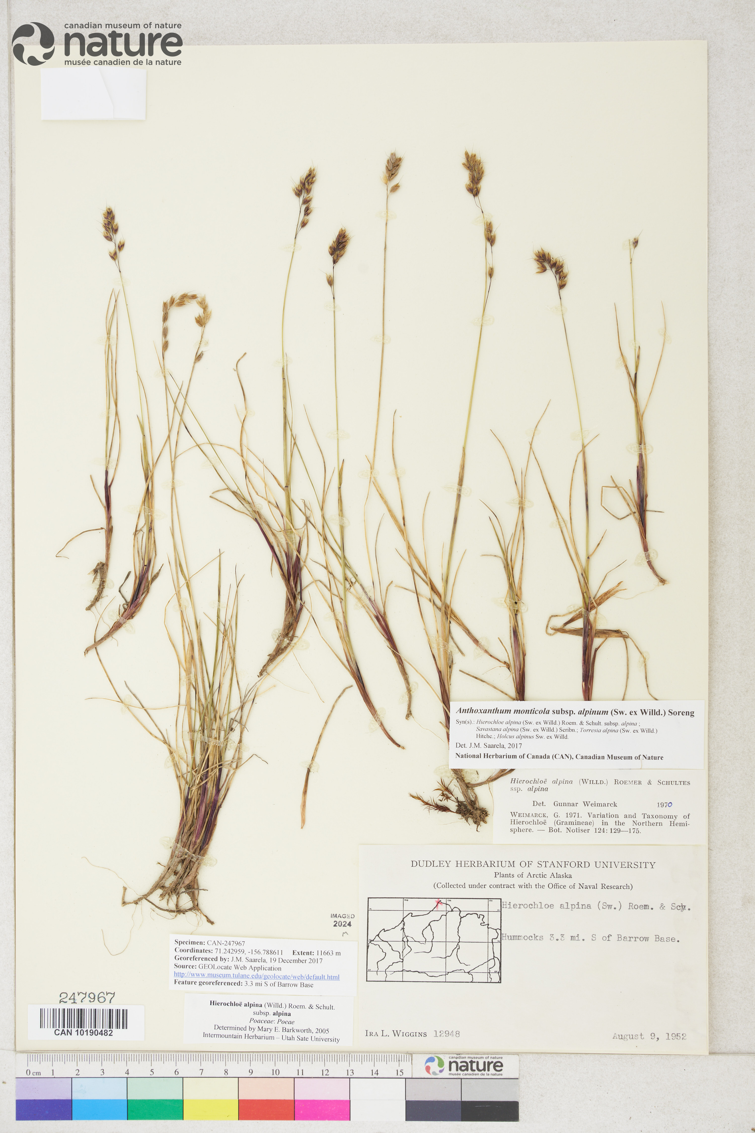 Anthoxanthum monticola image