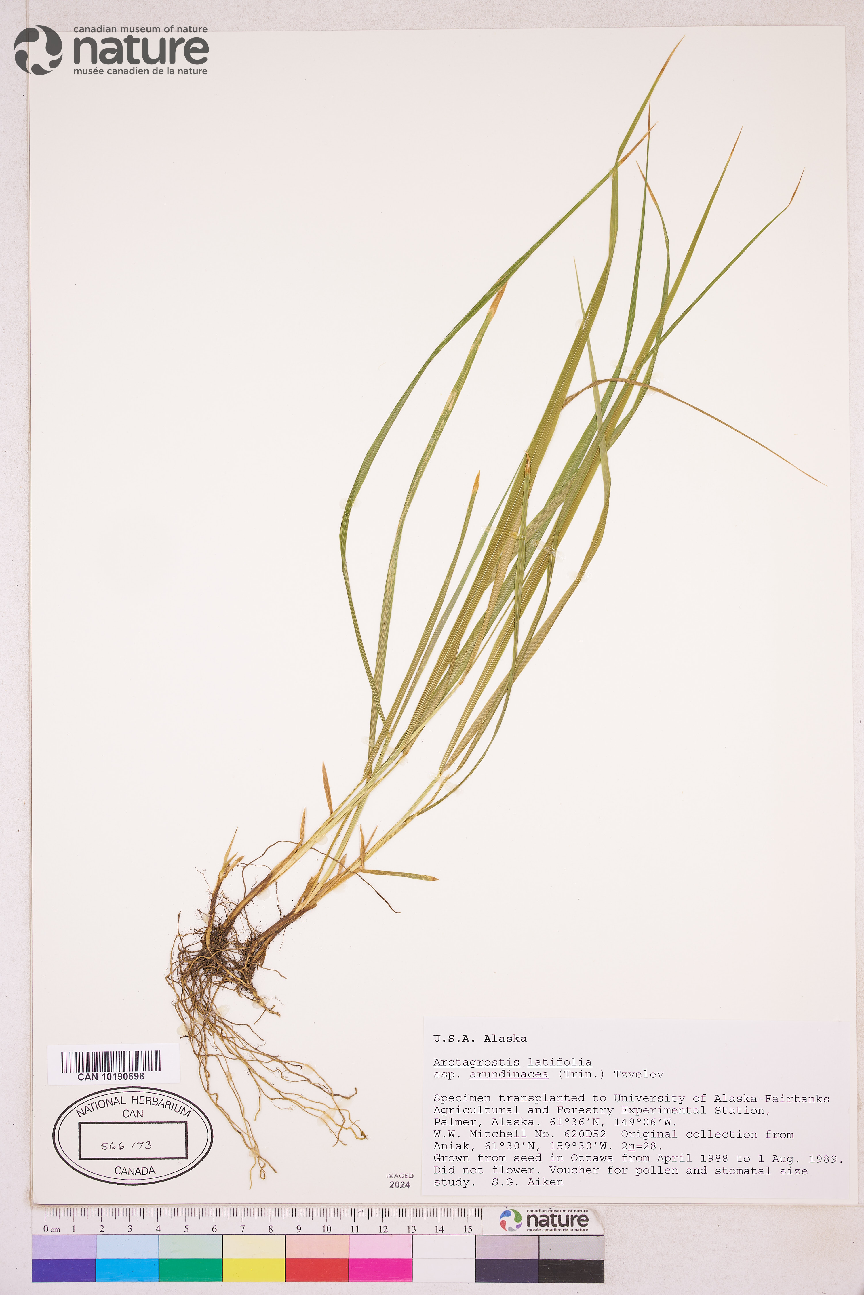 Arctagrostis latifolia subsp. arundinacea image
