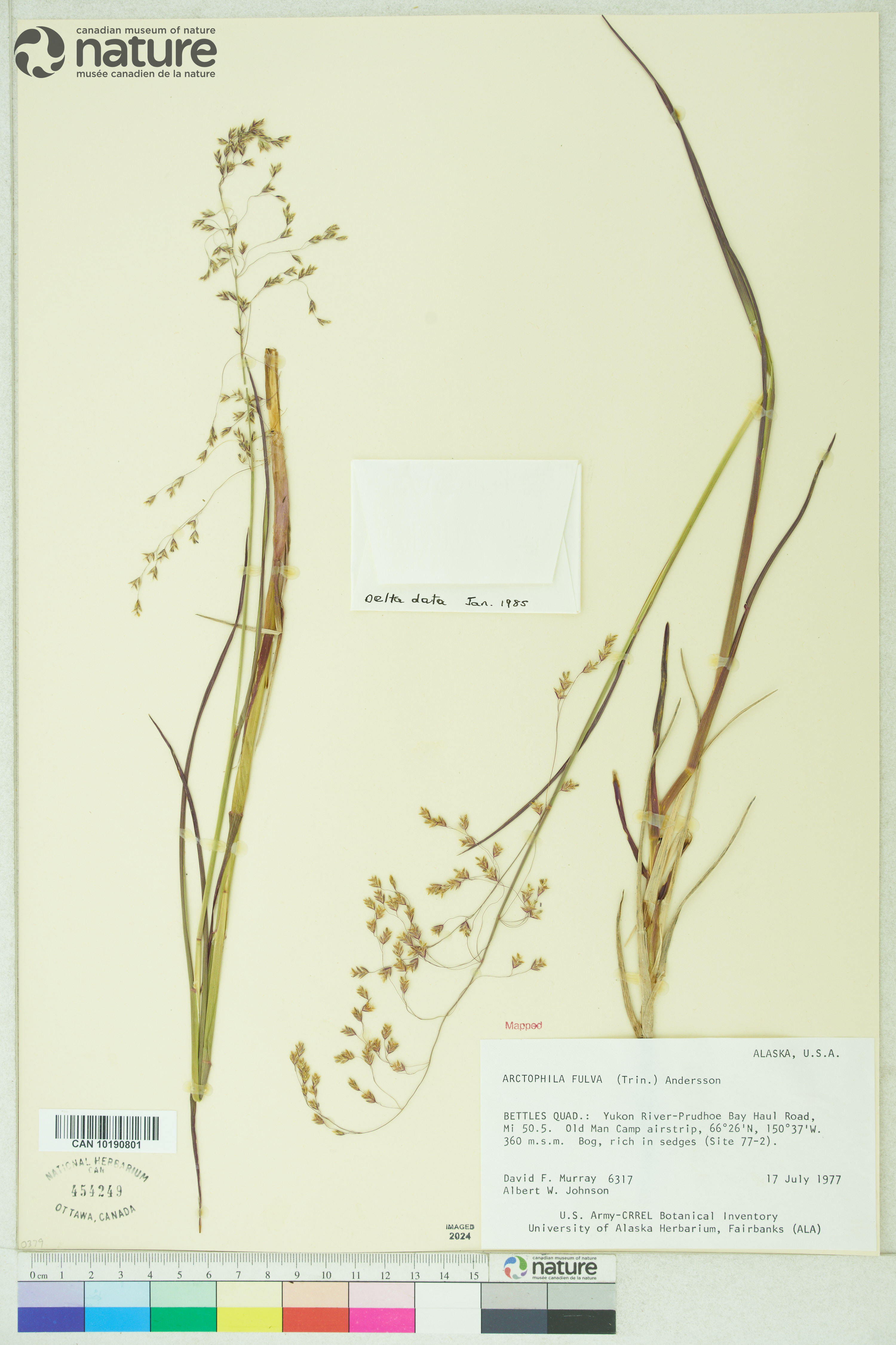 Arctophila fulva image