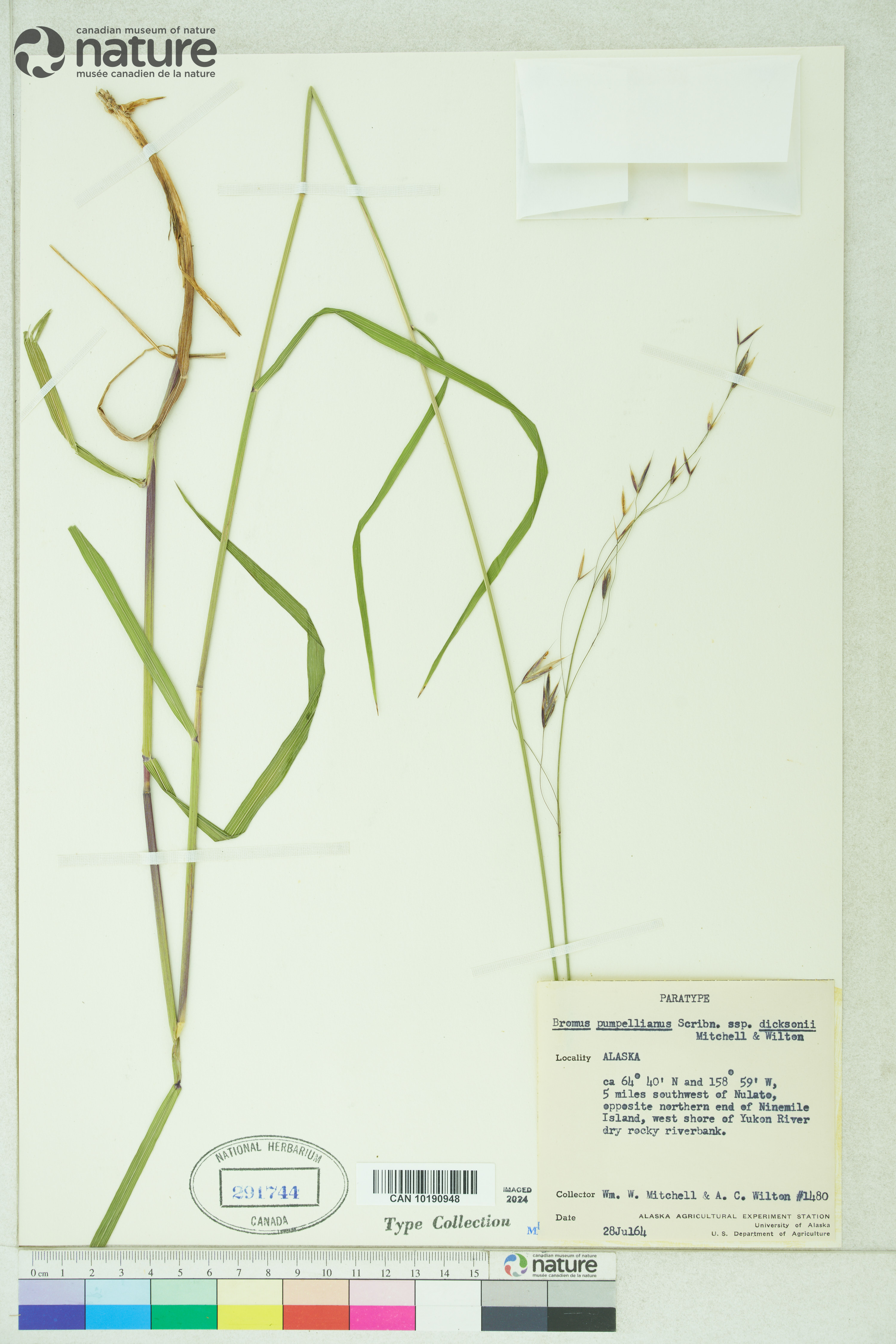 Bromus pumpellianus image