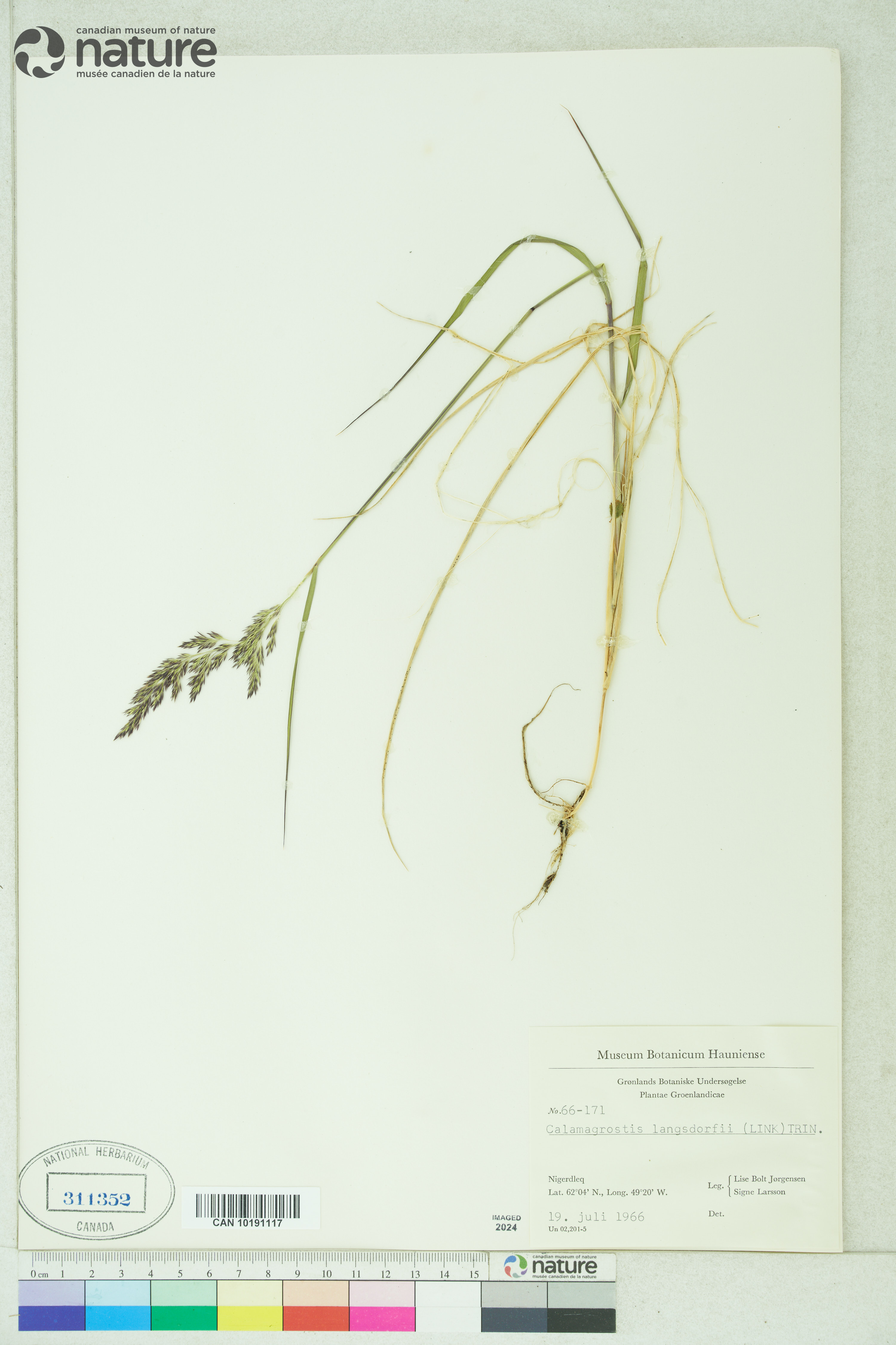 Calamagrostis canadensis var. langsdorffii image