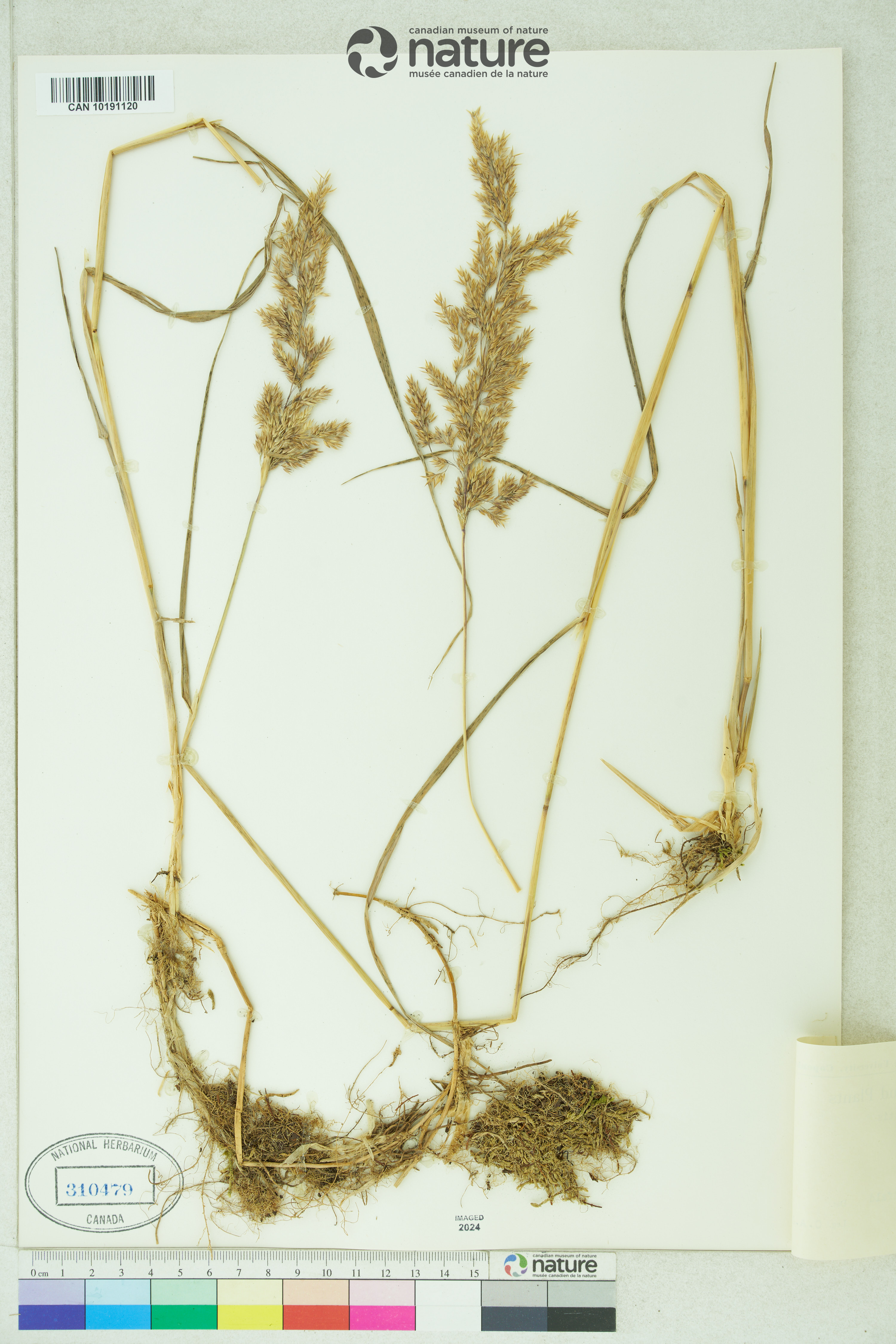 Calamagrostis canadensis var. langsdorffii image