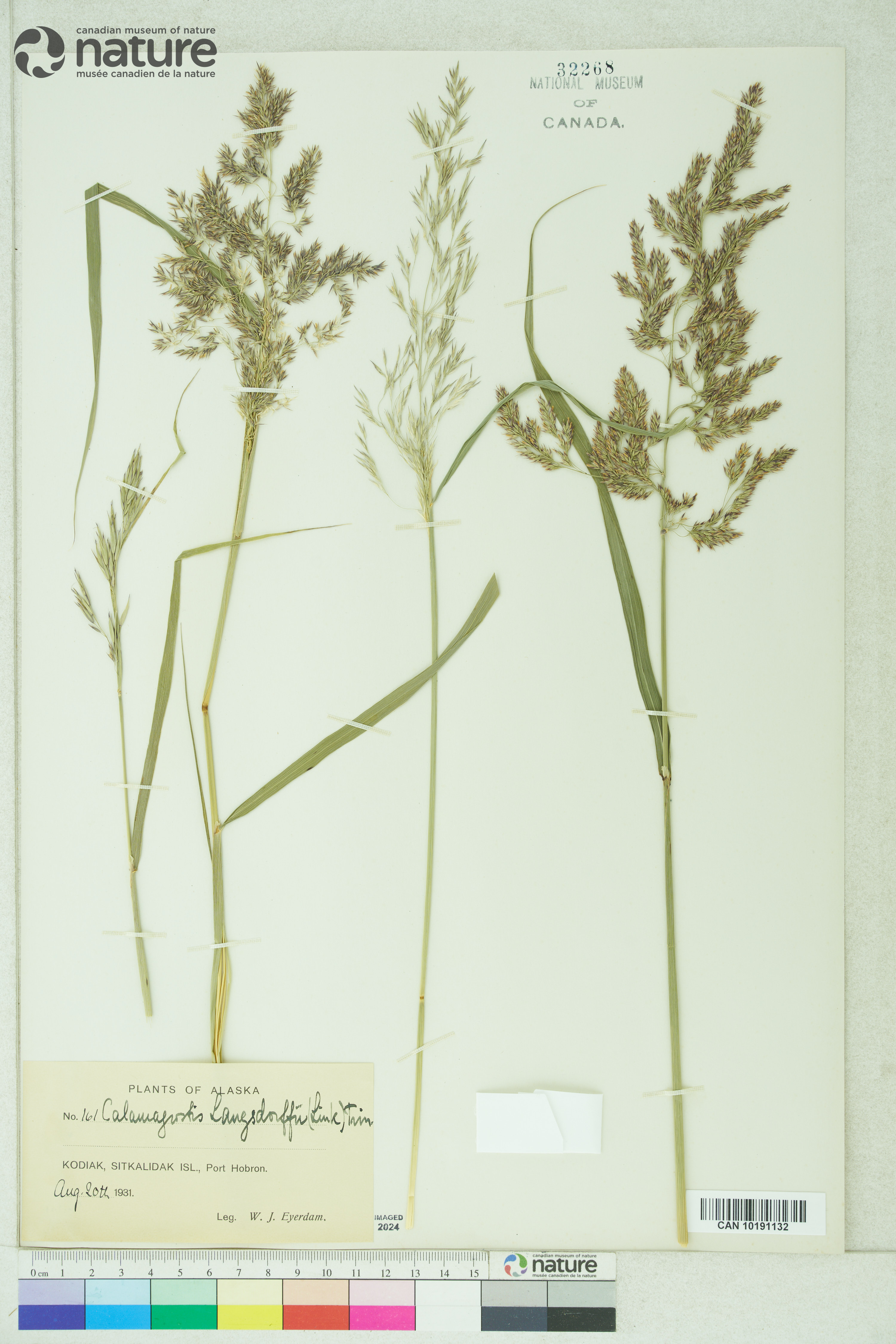 Calamagrostis canadensis var. langsdorffii image