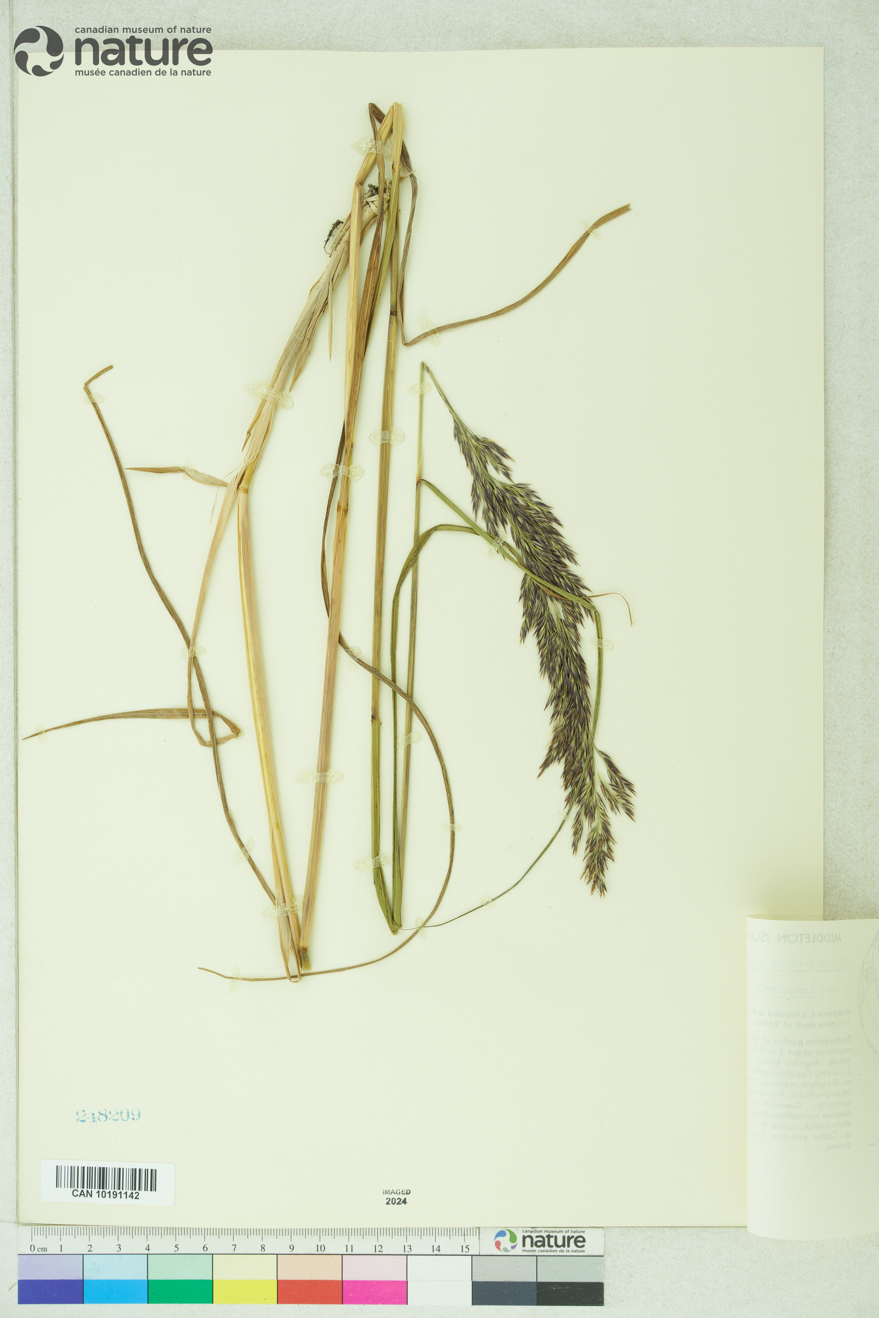 Calamagrostis canadensis var. langsdorffii image