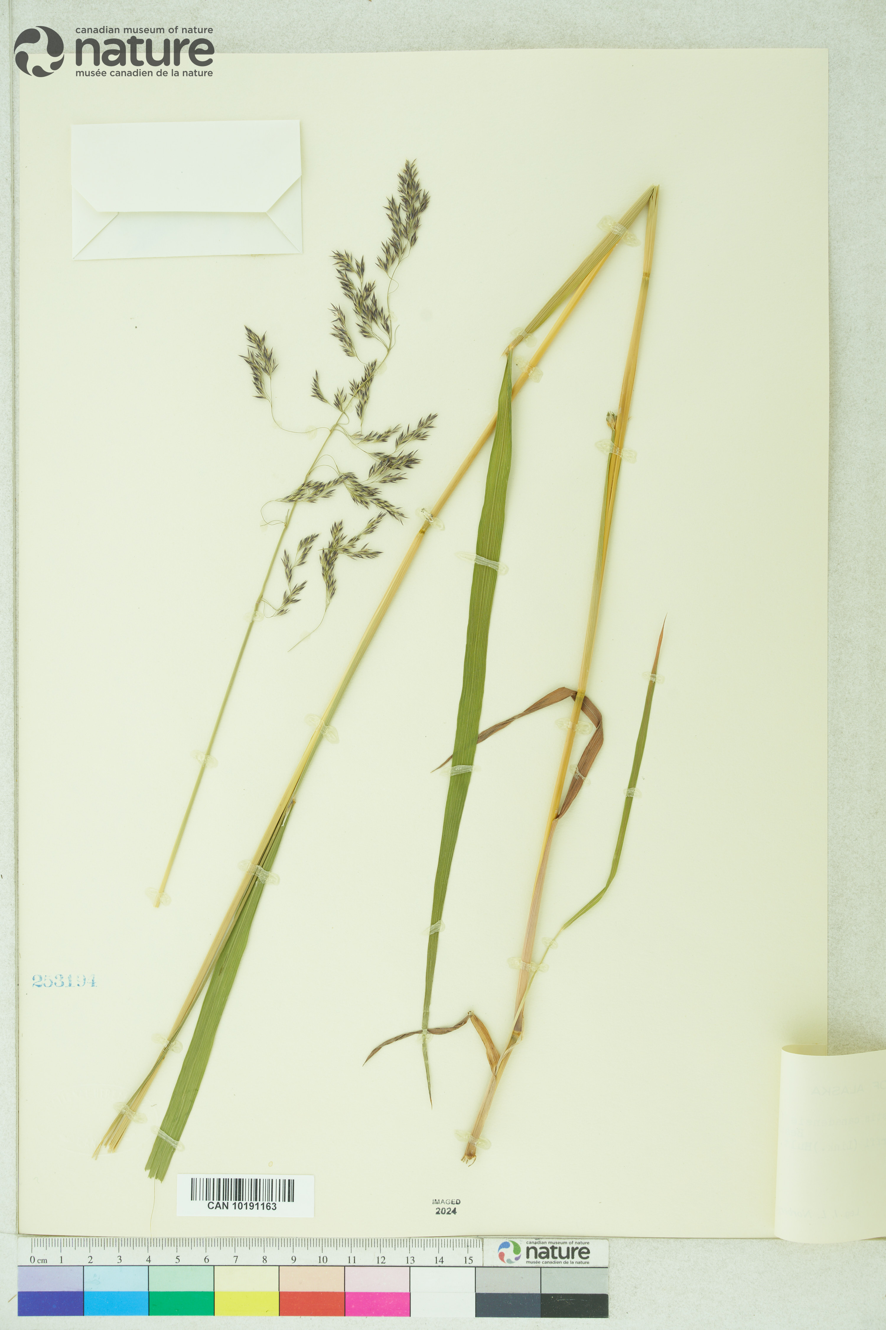 Calamagrostis canadensis var. langsdorffii image