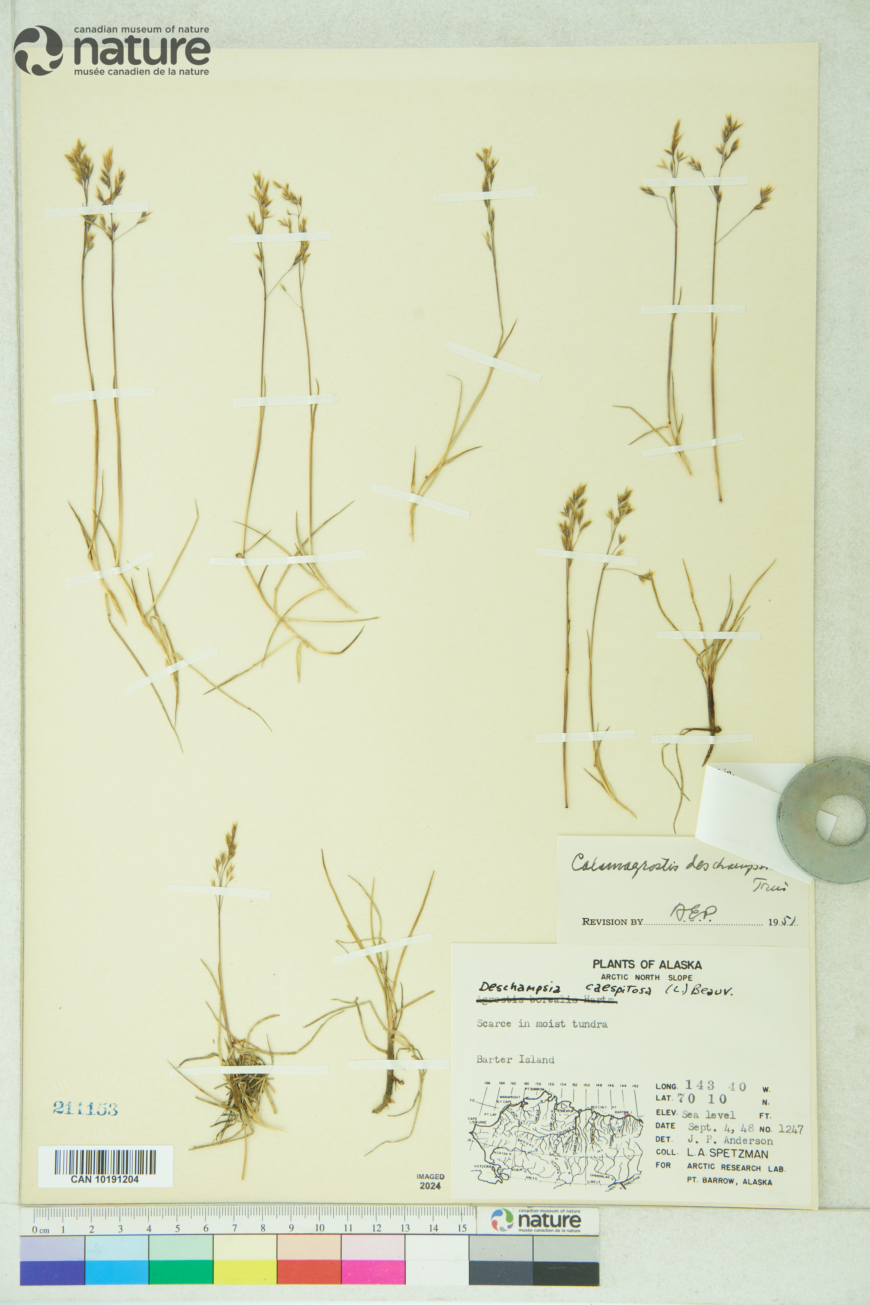 Calamagrostis deschampsioides image