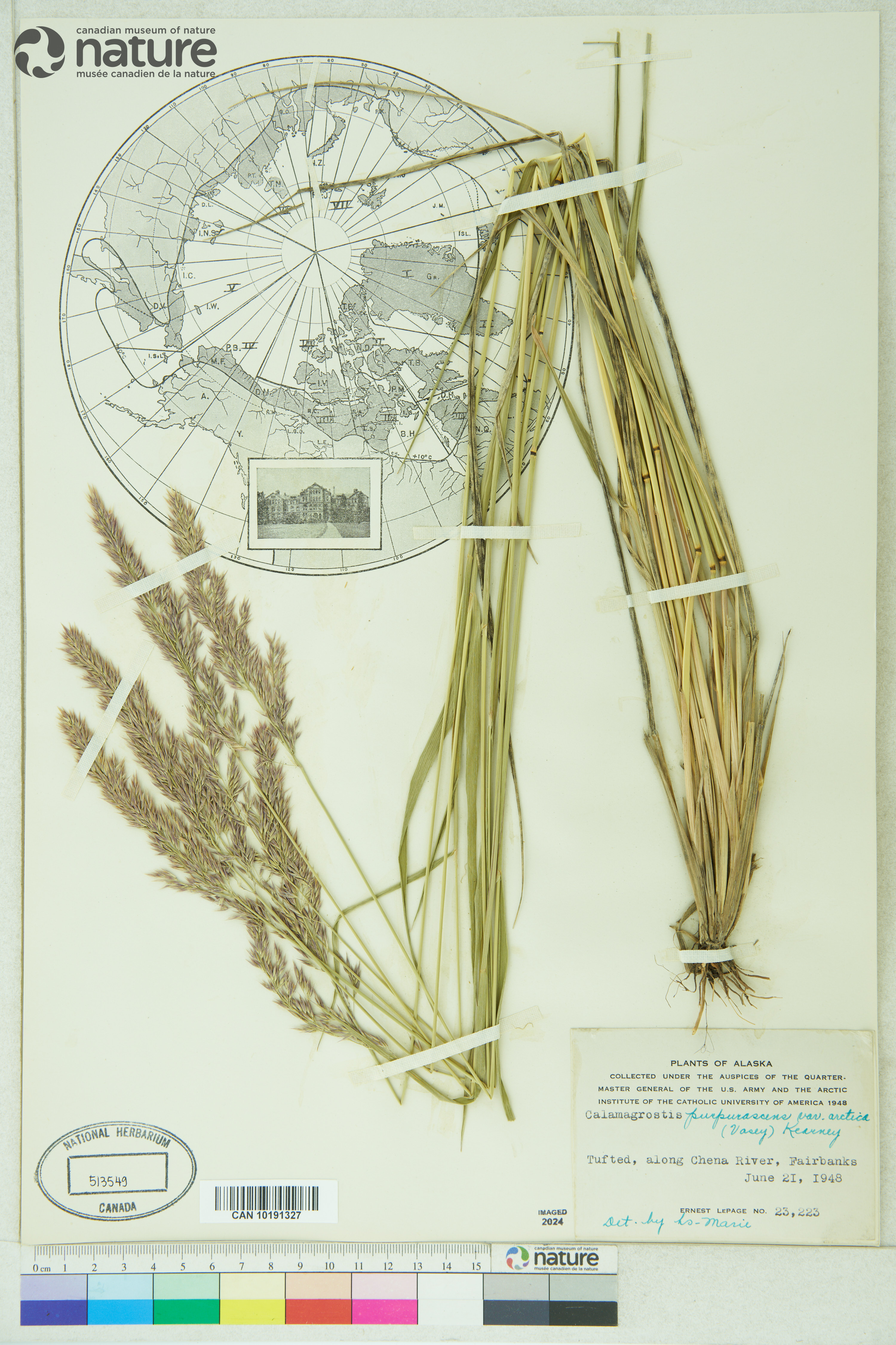 Calamagrostis sesquiflora image