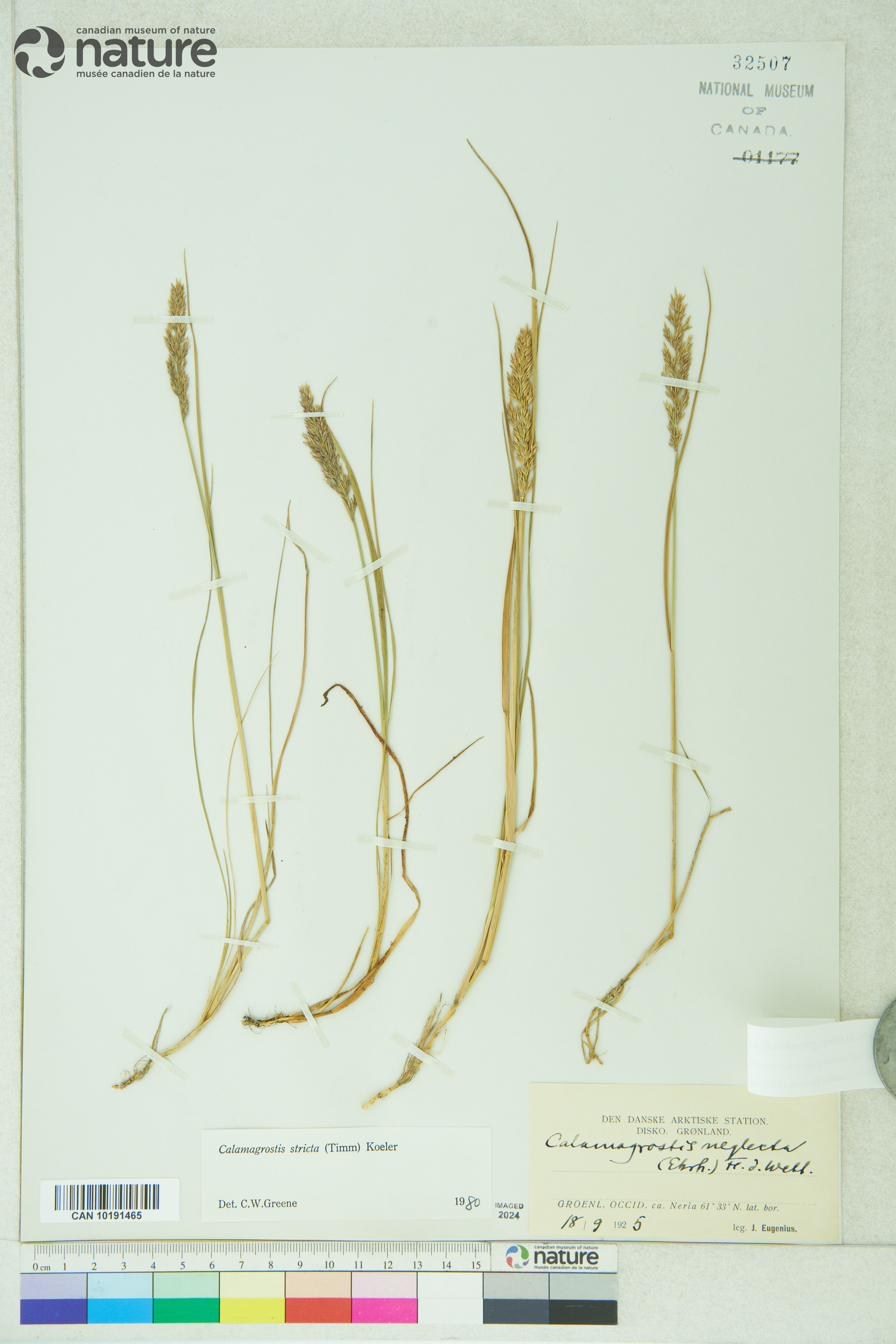 Calamagrostis stricta subsp. stricta image