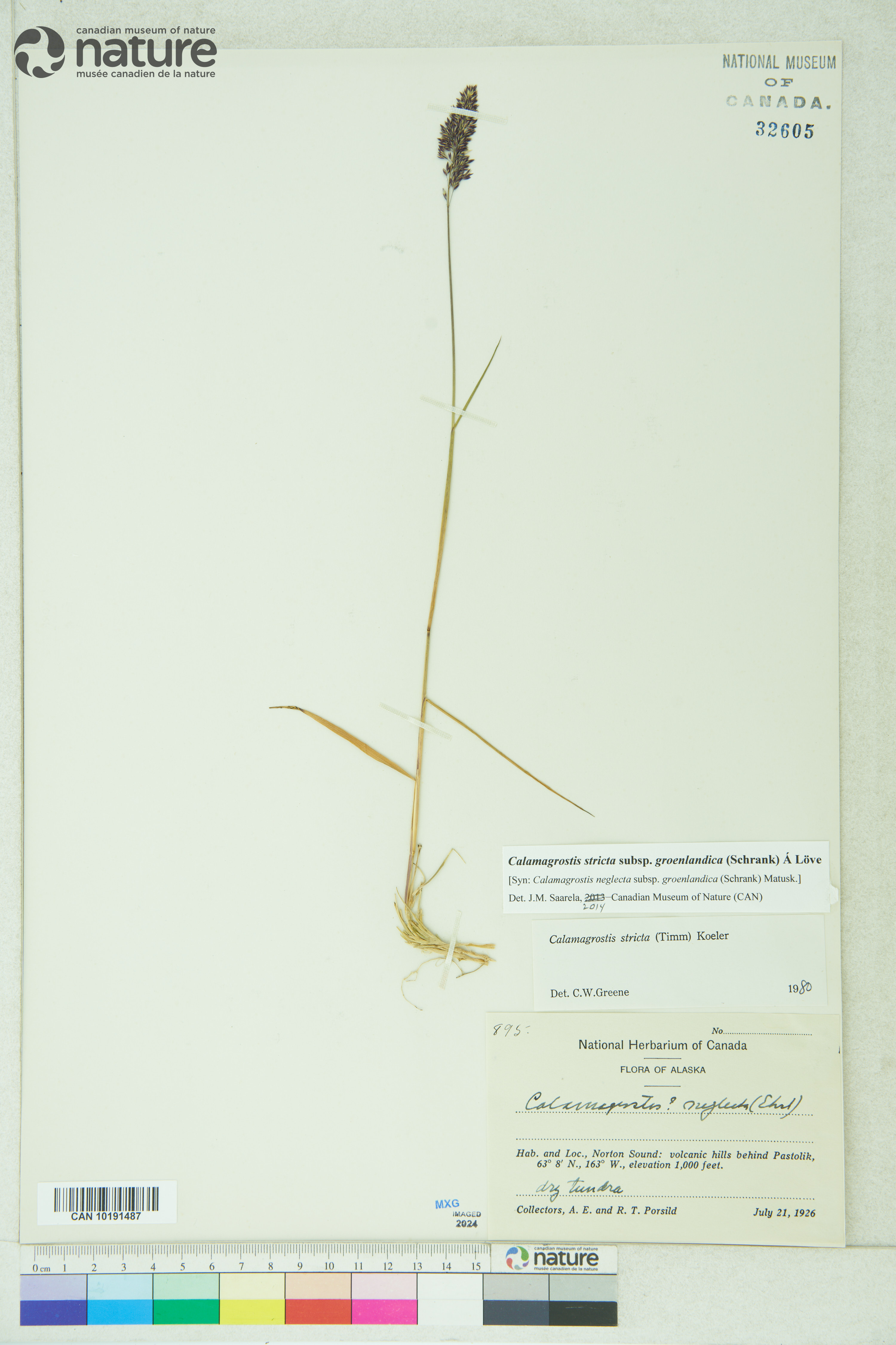 Calamagrostis stricta subsp. stricta image