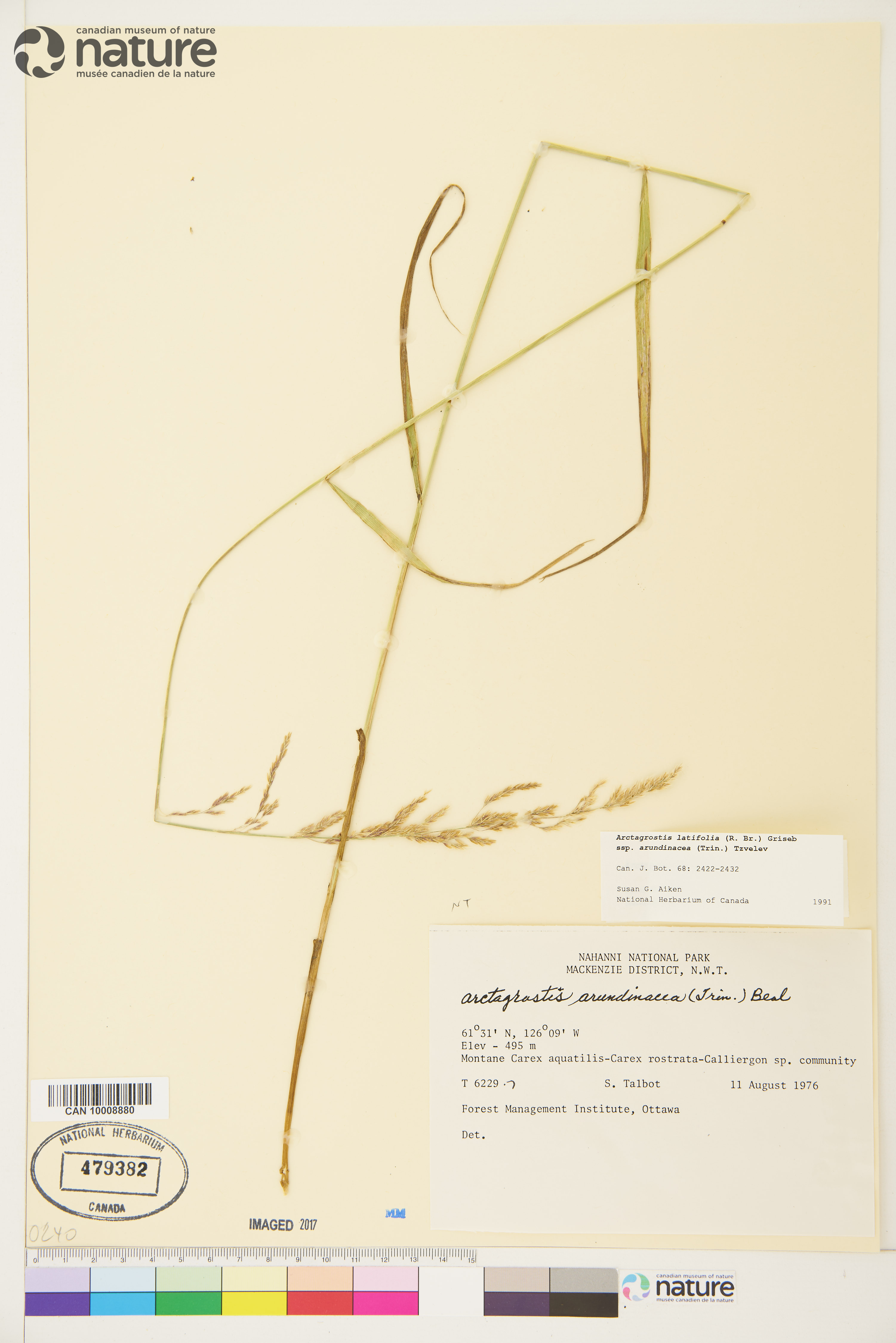 Arctagrostis latifolia subsp. arundinacea image