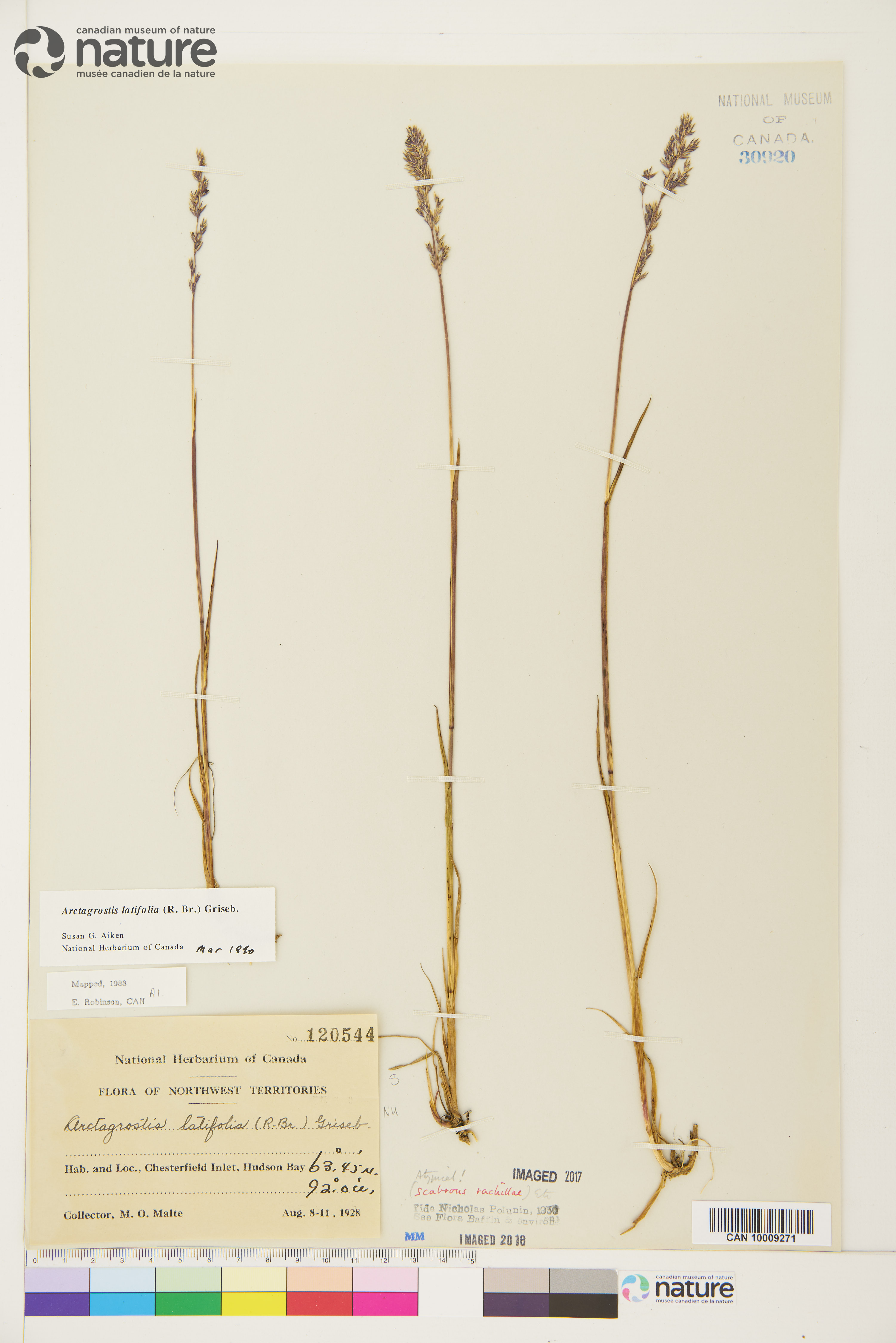 Arctagrostis latifolia image
