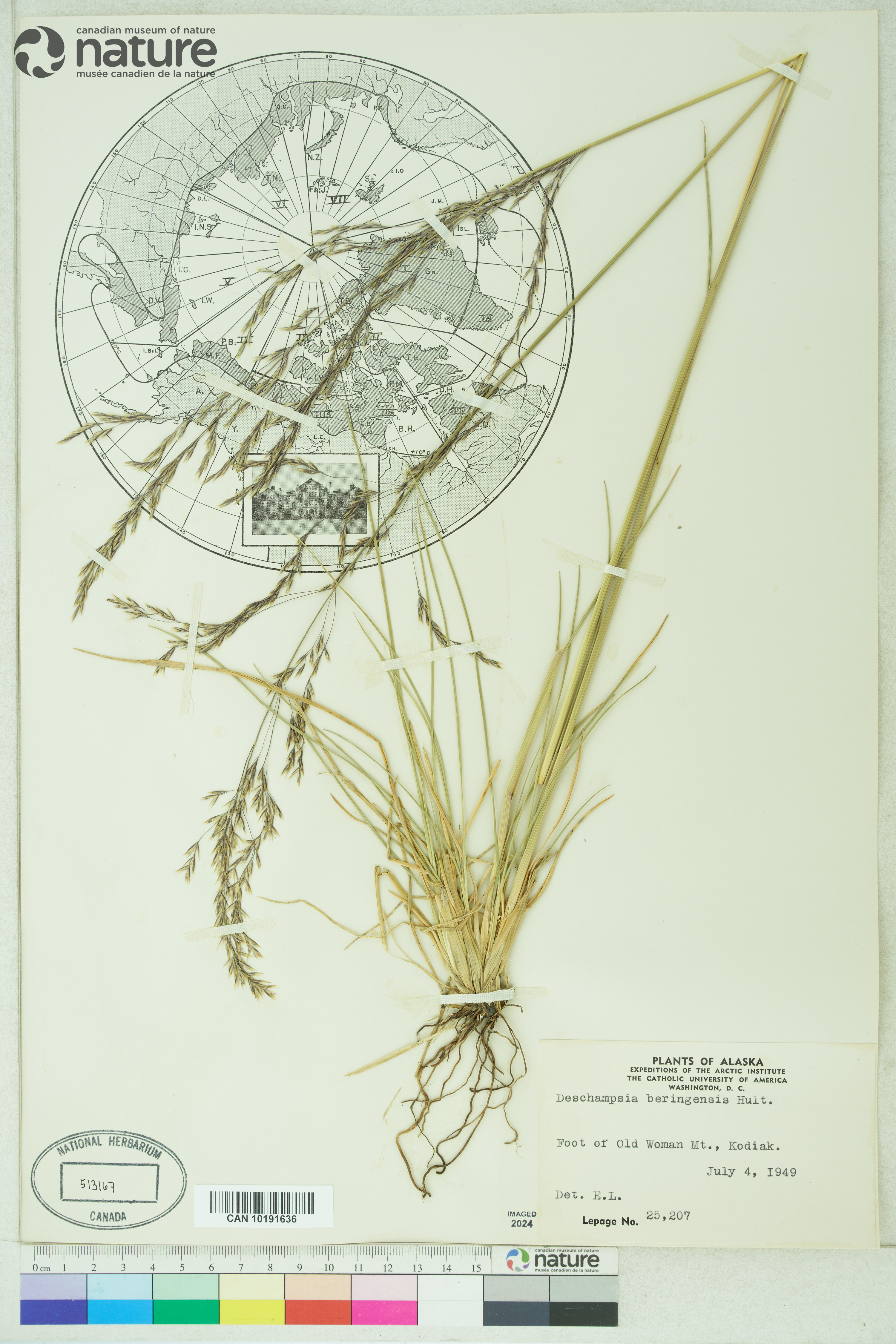 Deschampsia cespitosa subsp. beringensis image