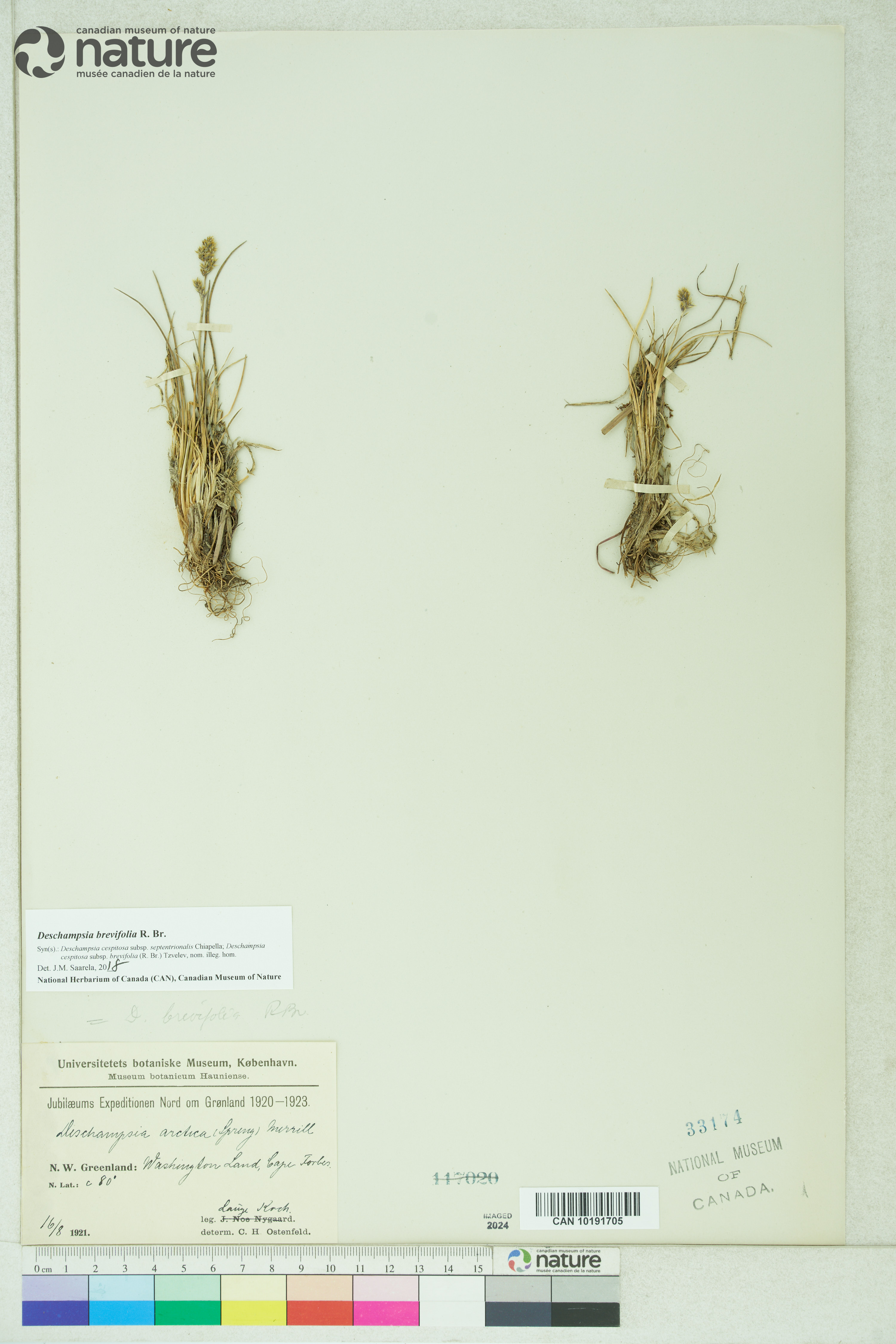 Deschampsia cespitosa subsp. septentrionalis image