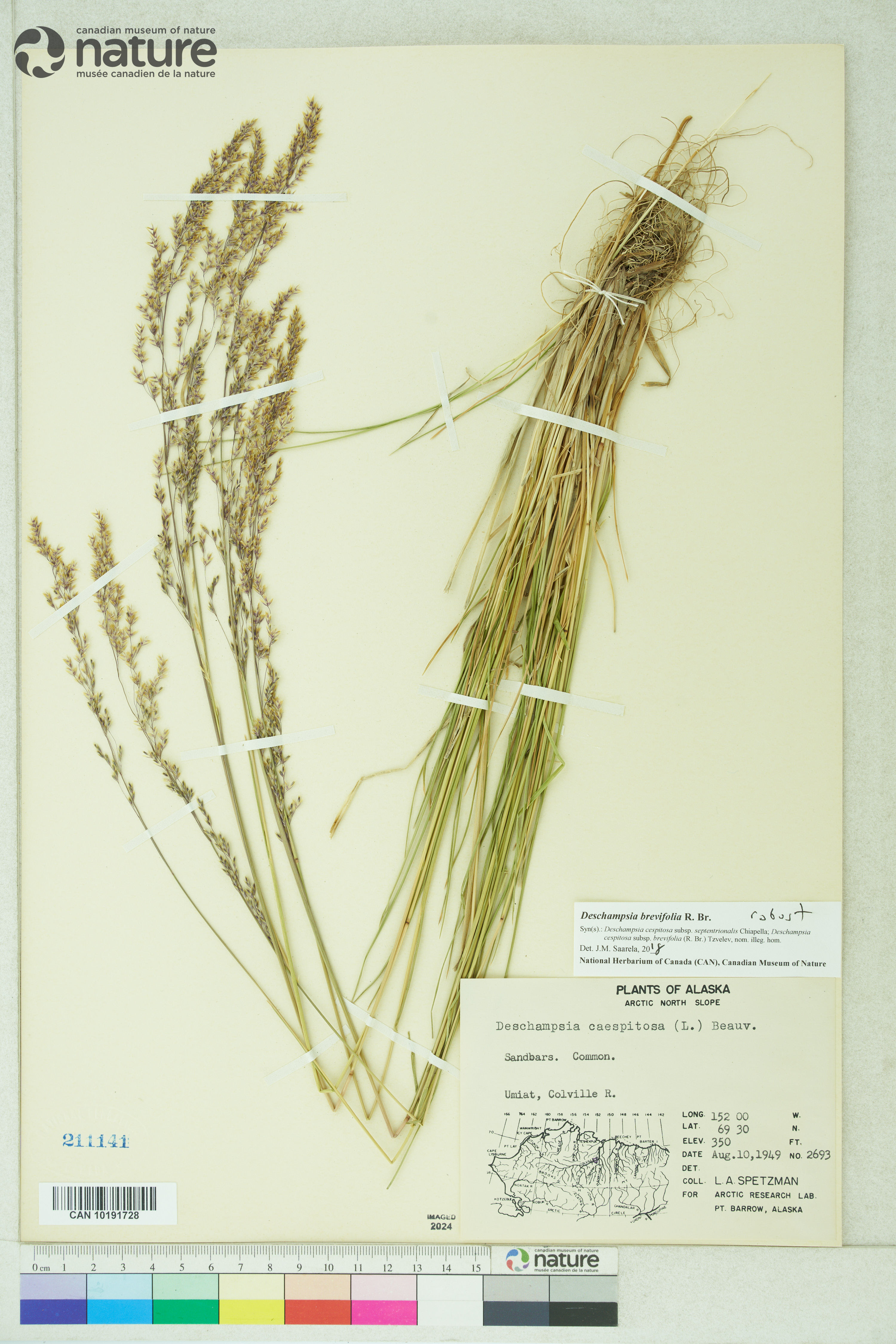 Deschampsia cespitosa subsp. septentrionalis image