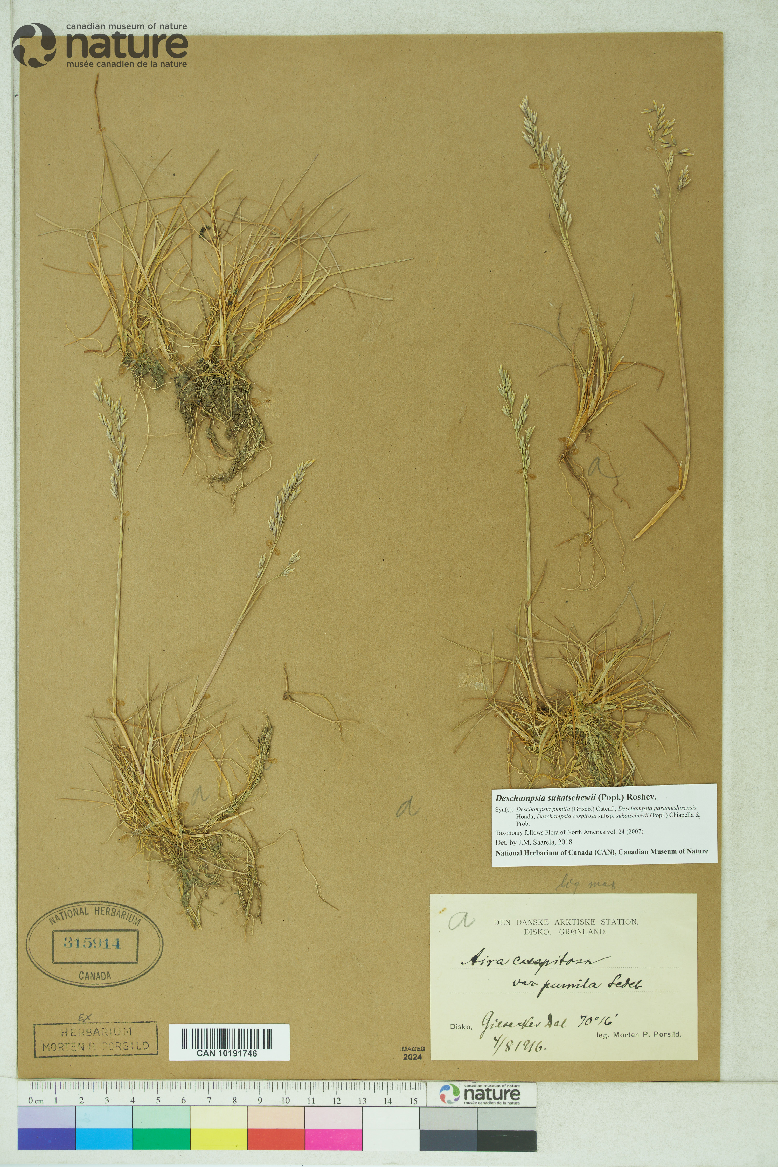 Deschampsia sukatschewii image