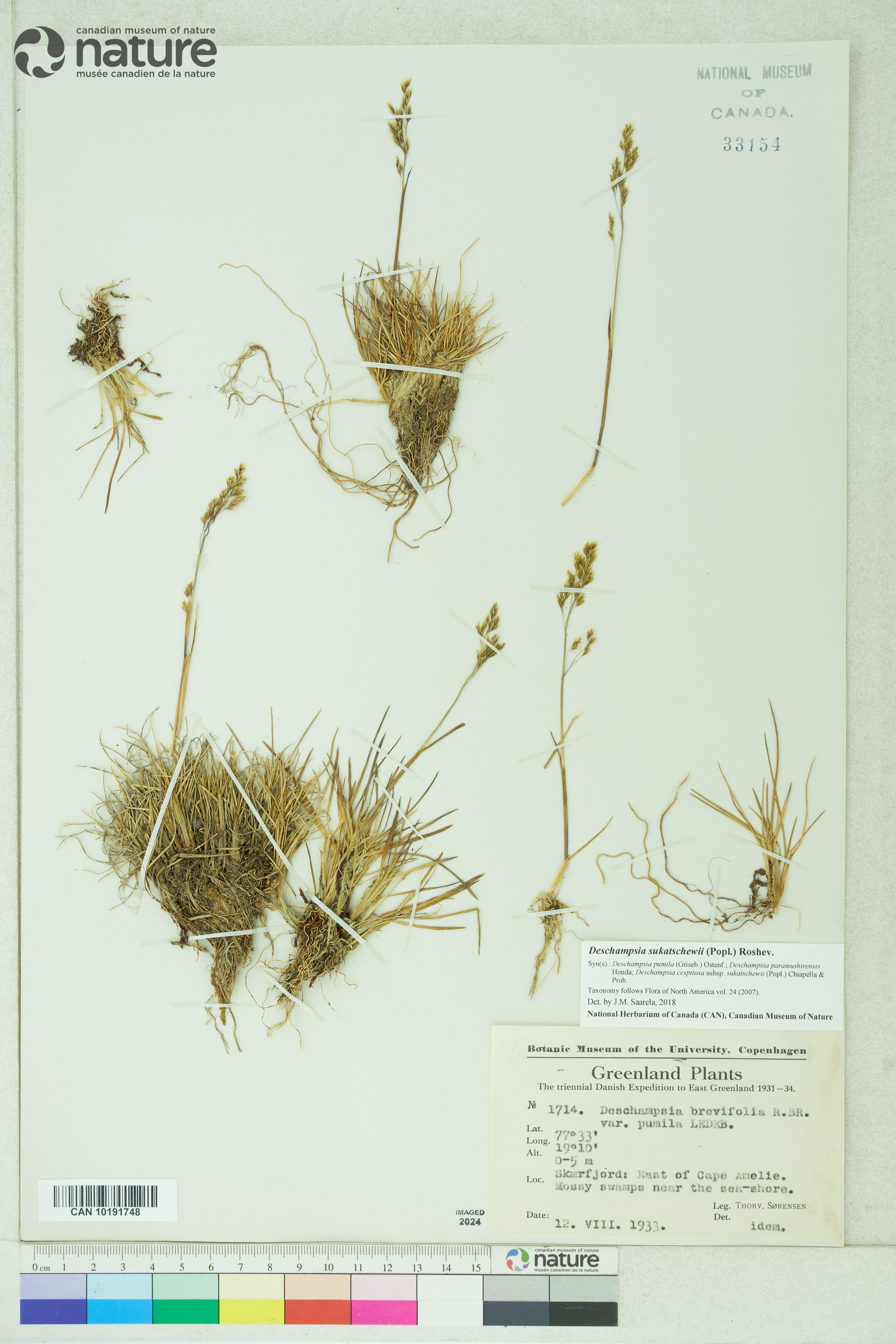 Deschampsia sukatschewii image