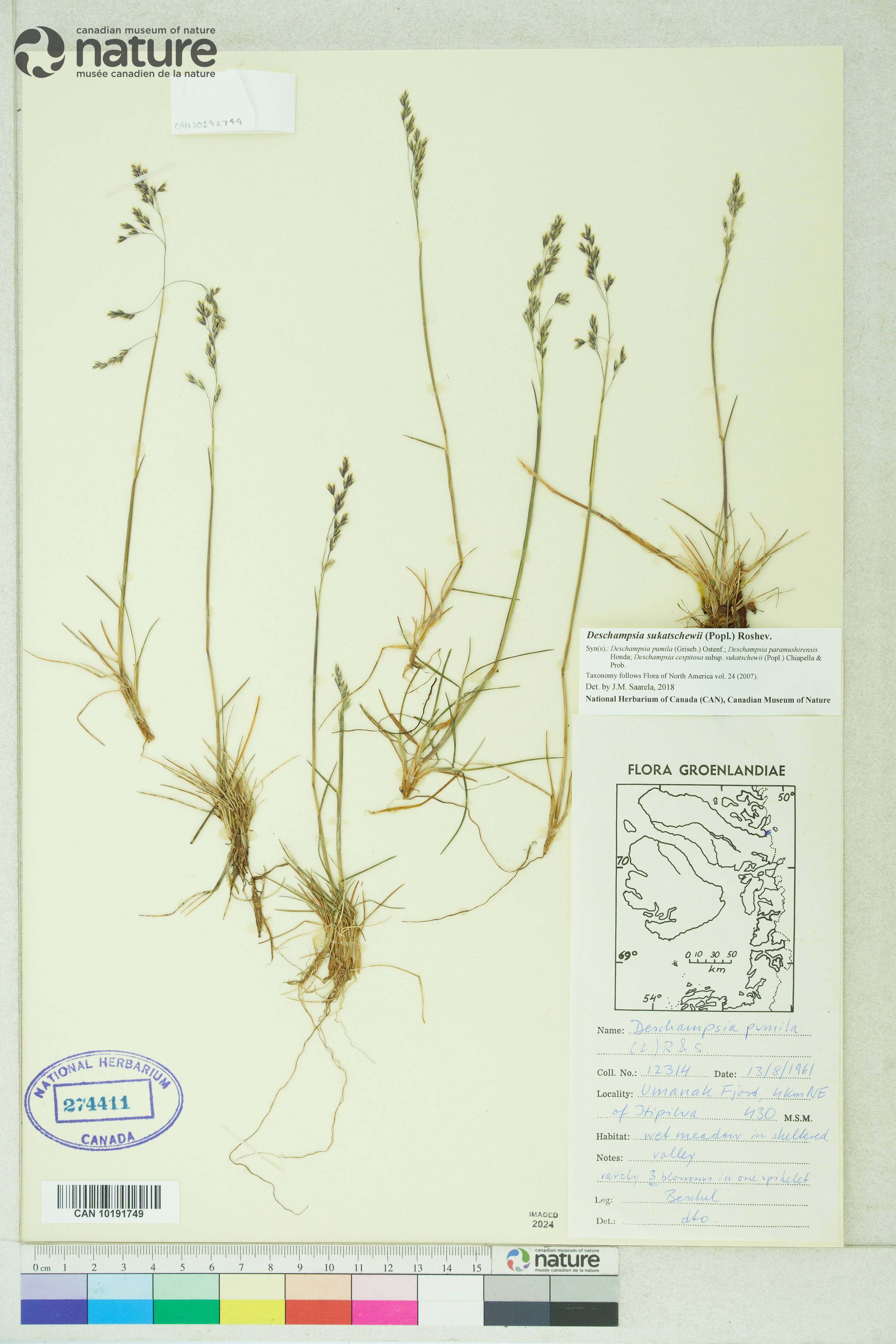 Deschampsia sukatschewii image