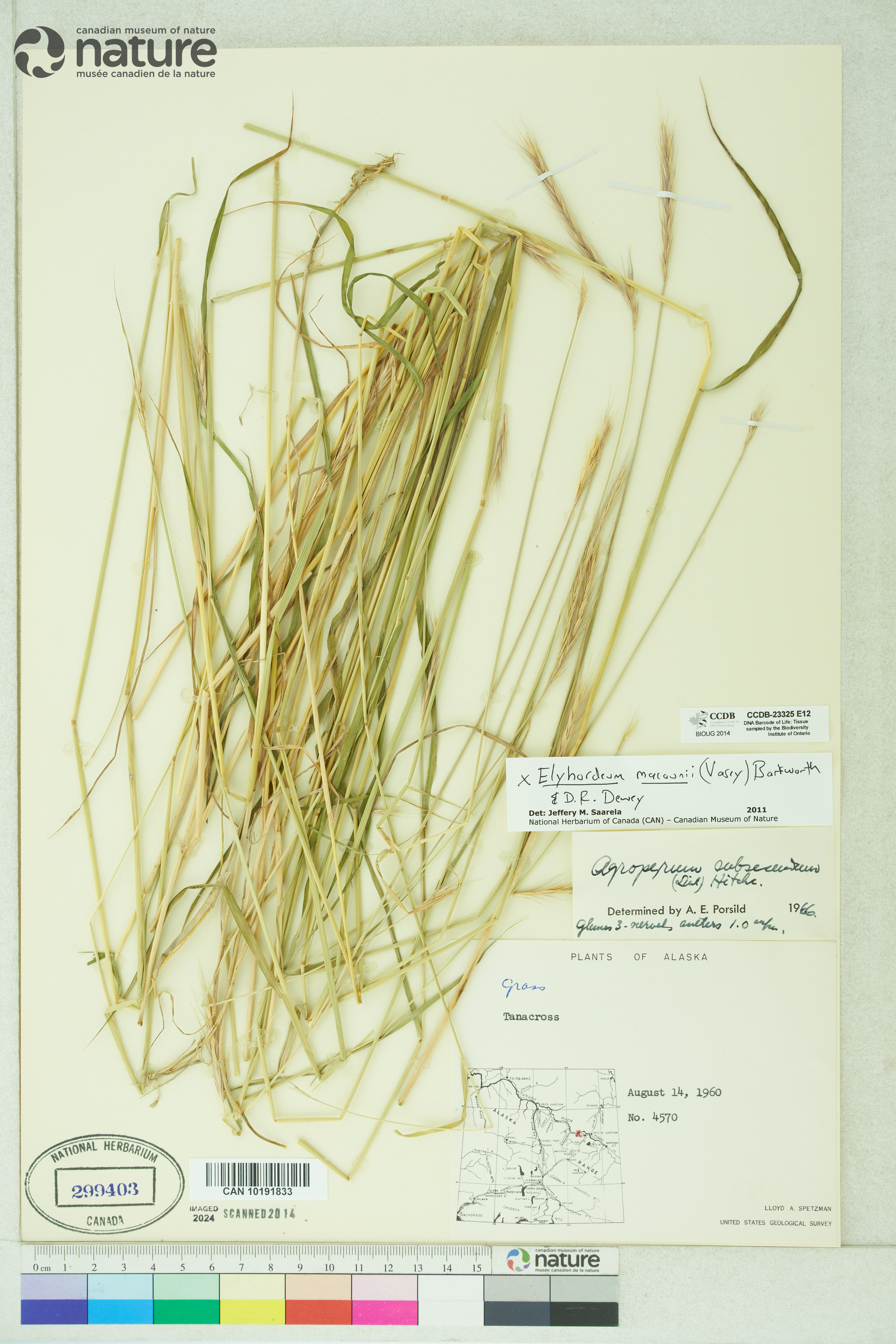 x Elyhordeum macounii image