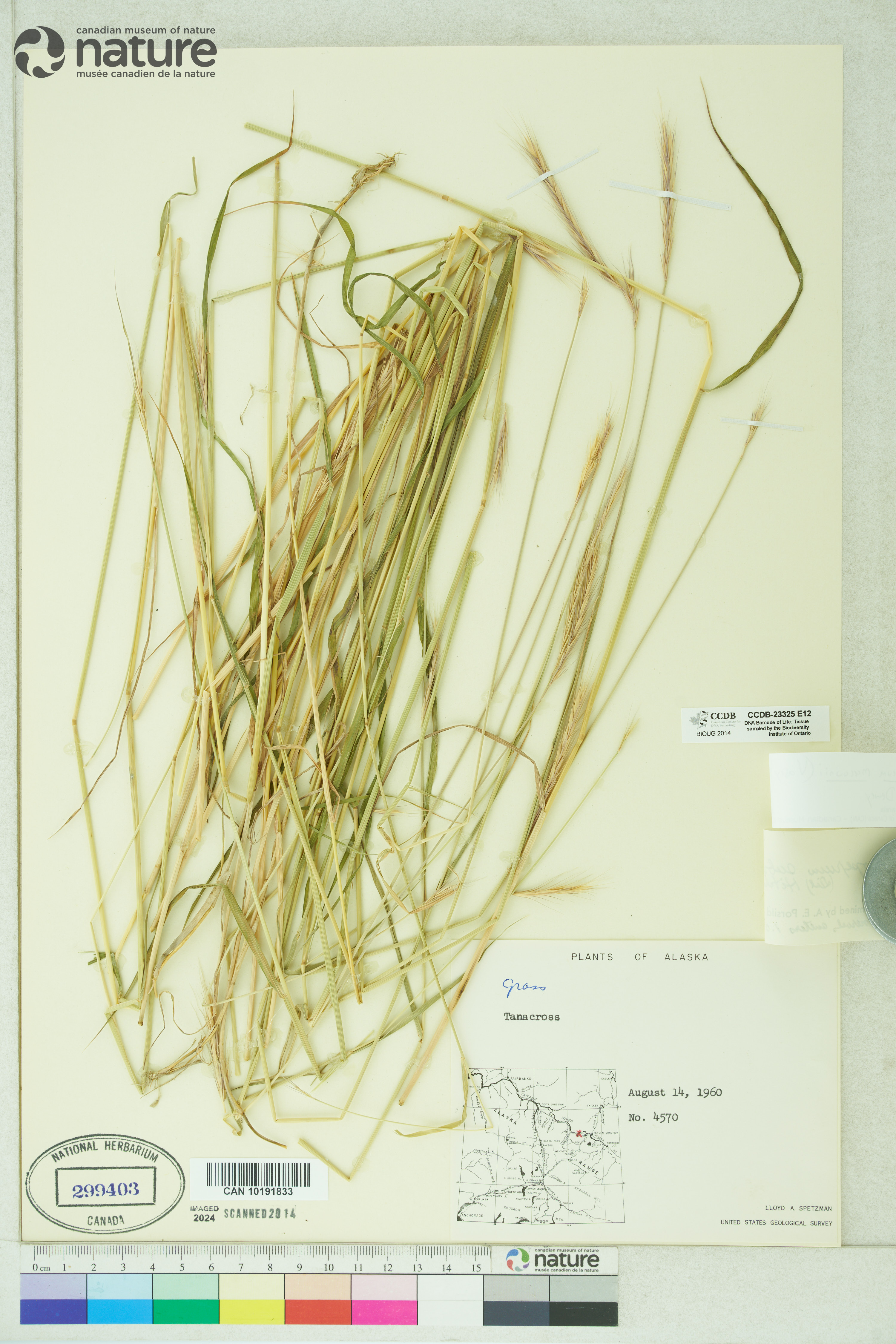 x Elyhordeum macounii image