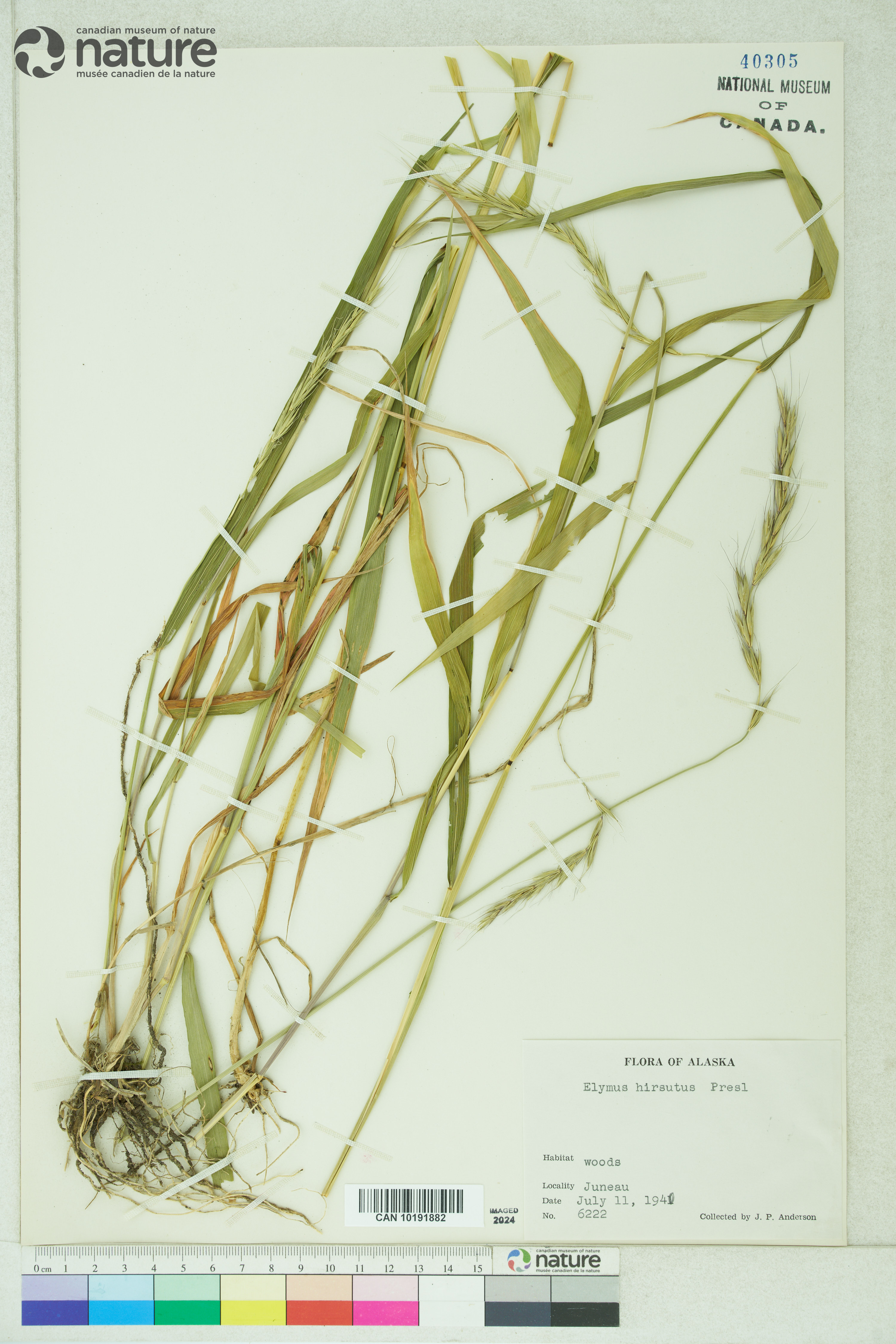Elymus hirsutus image