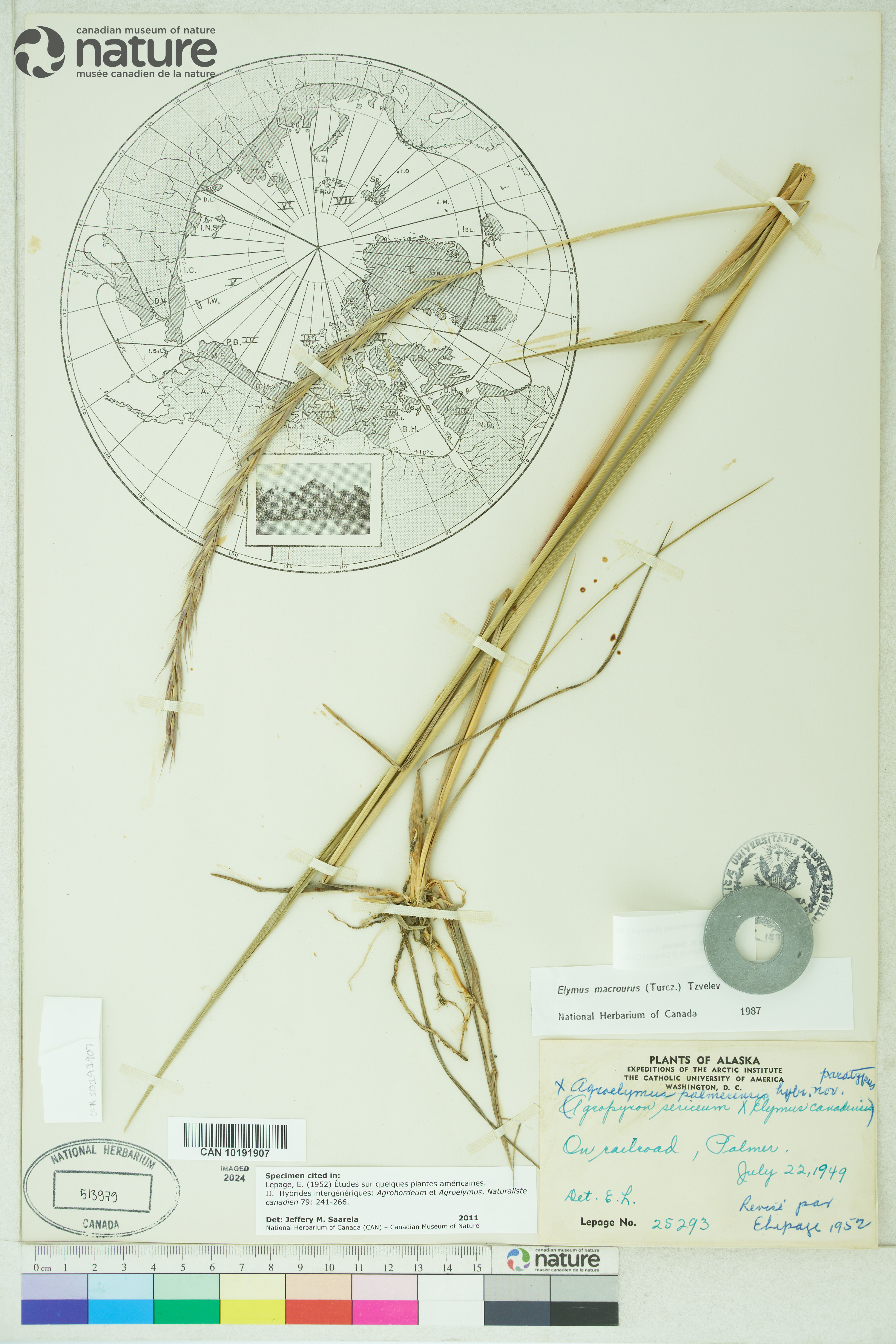 Elymus ×palmerensis image