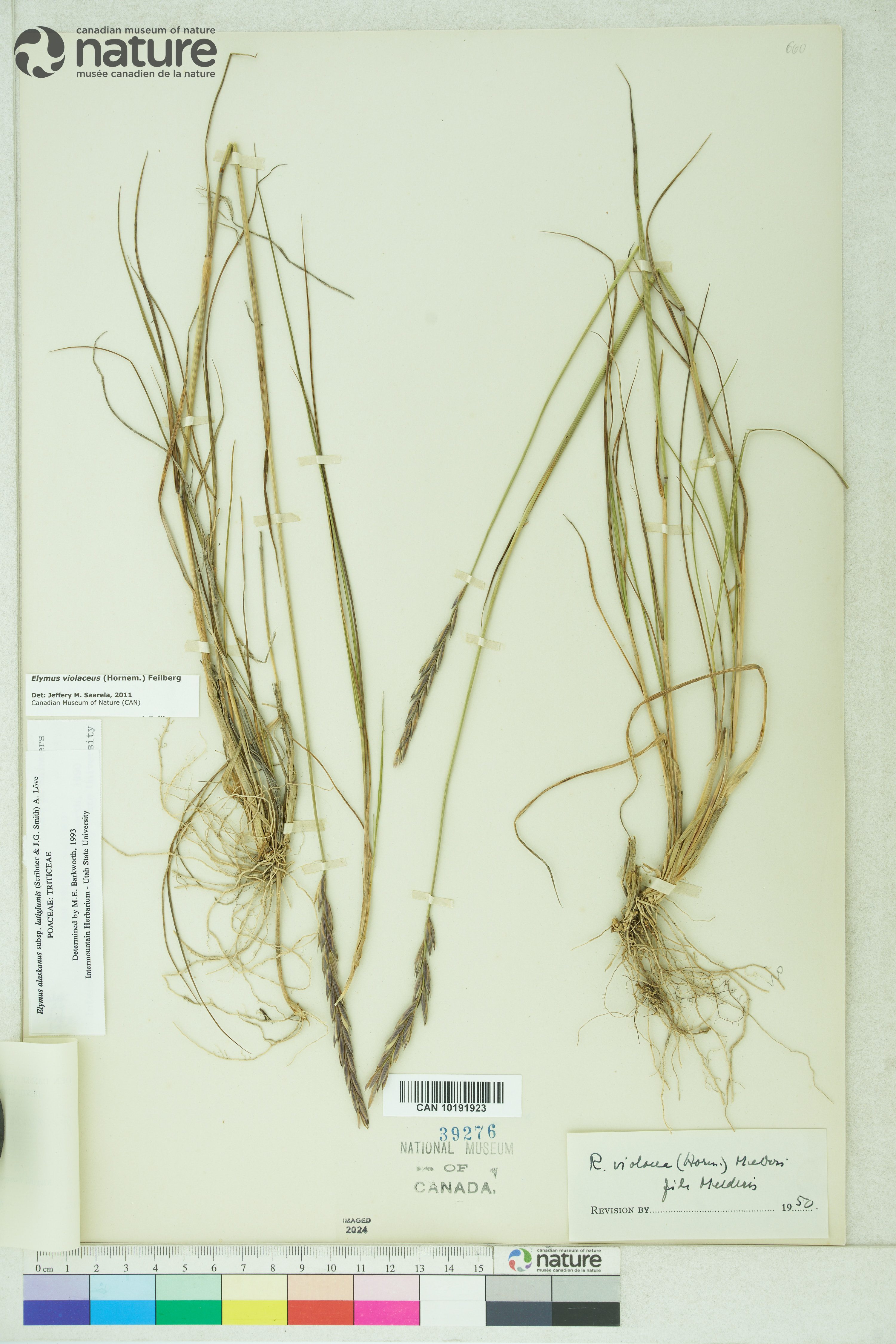 Elymus violaceus image