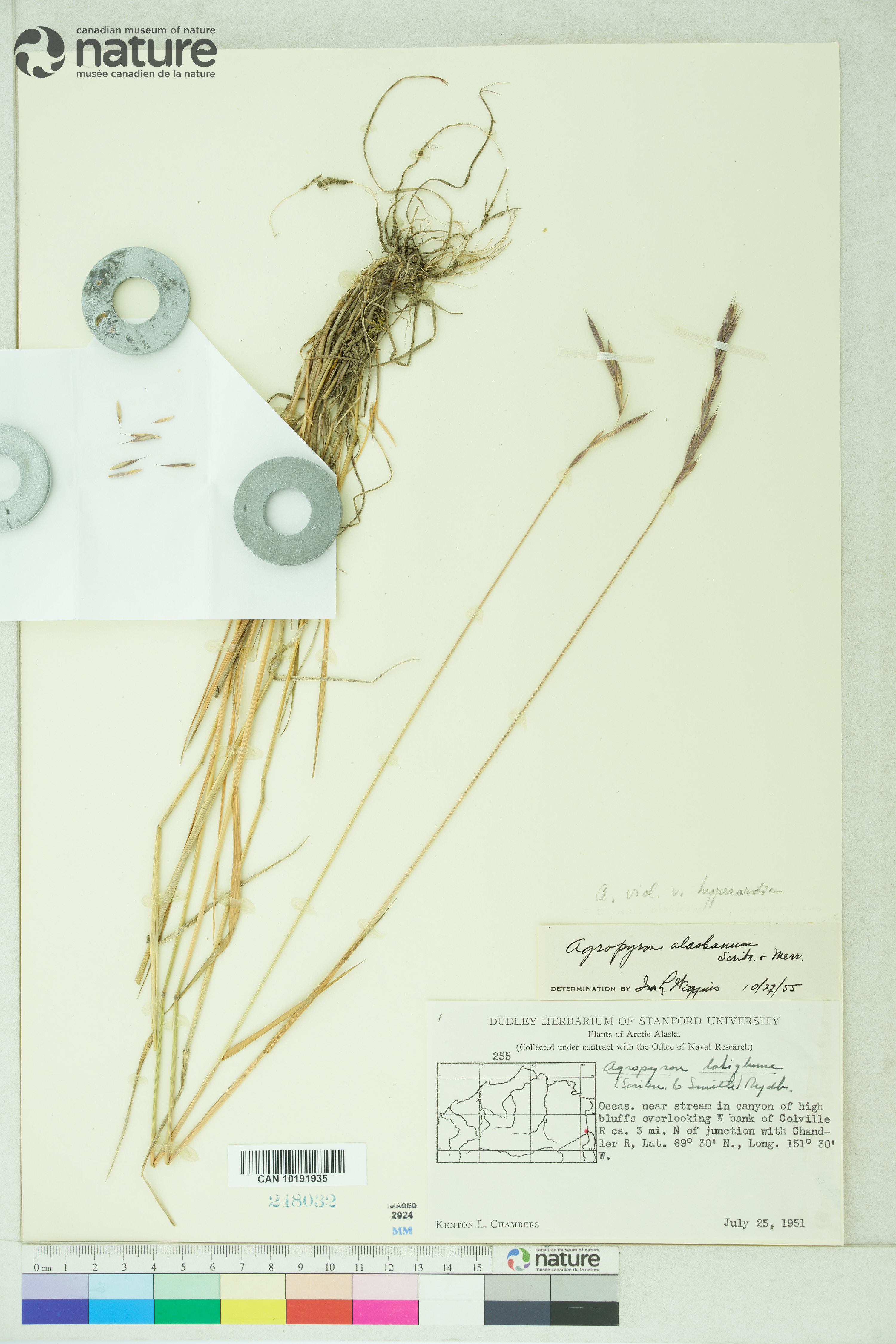 Elymus alaskanus subsp. hyperarcticus image