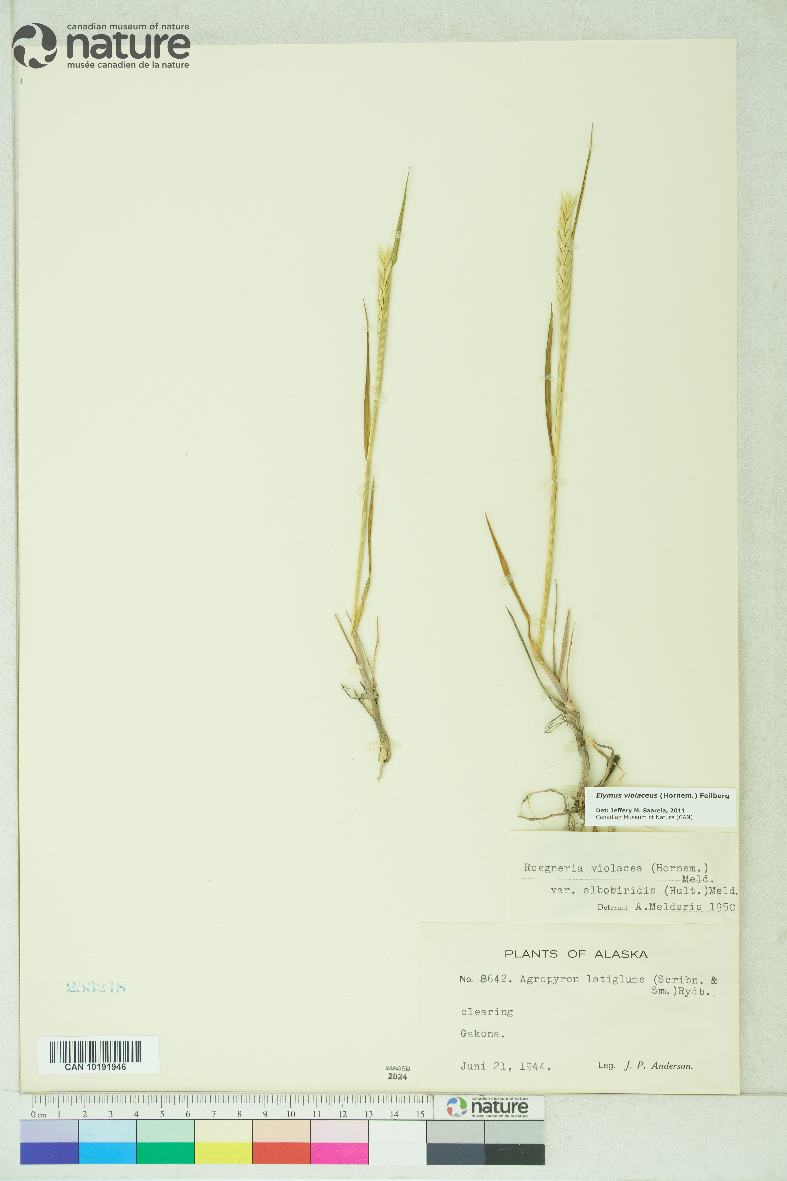 Elymus violaceus image
