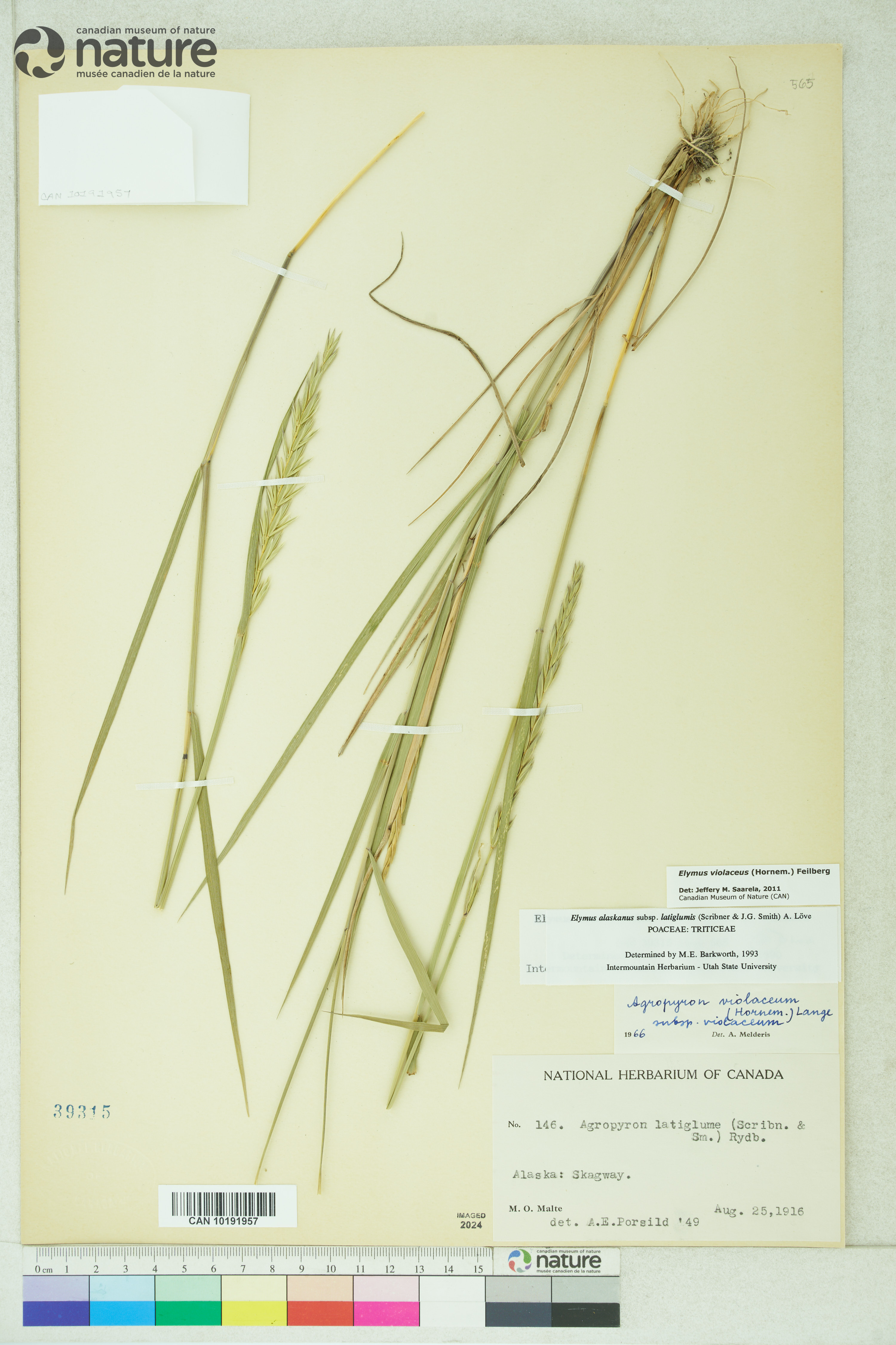 Elymus violaceus image