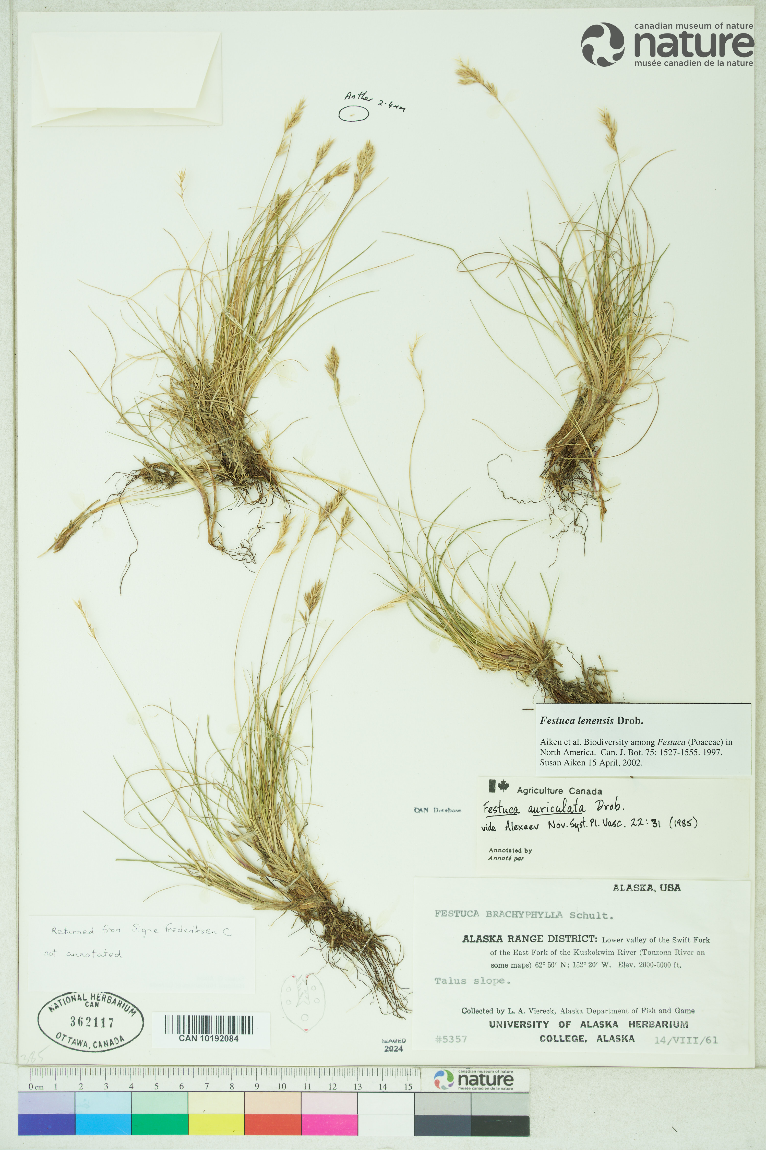 Festuca lenensis image