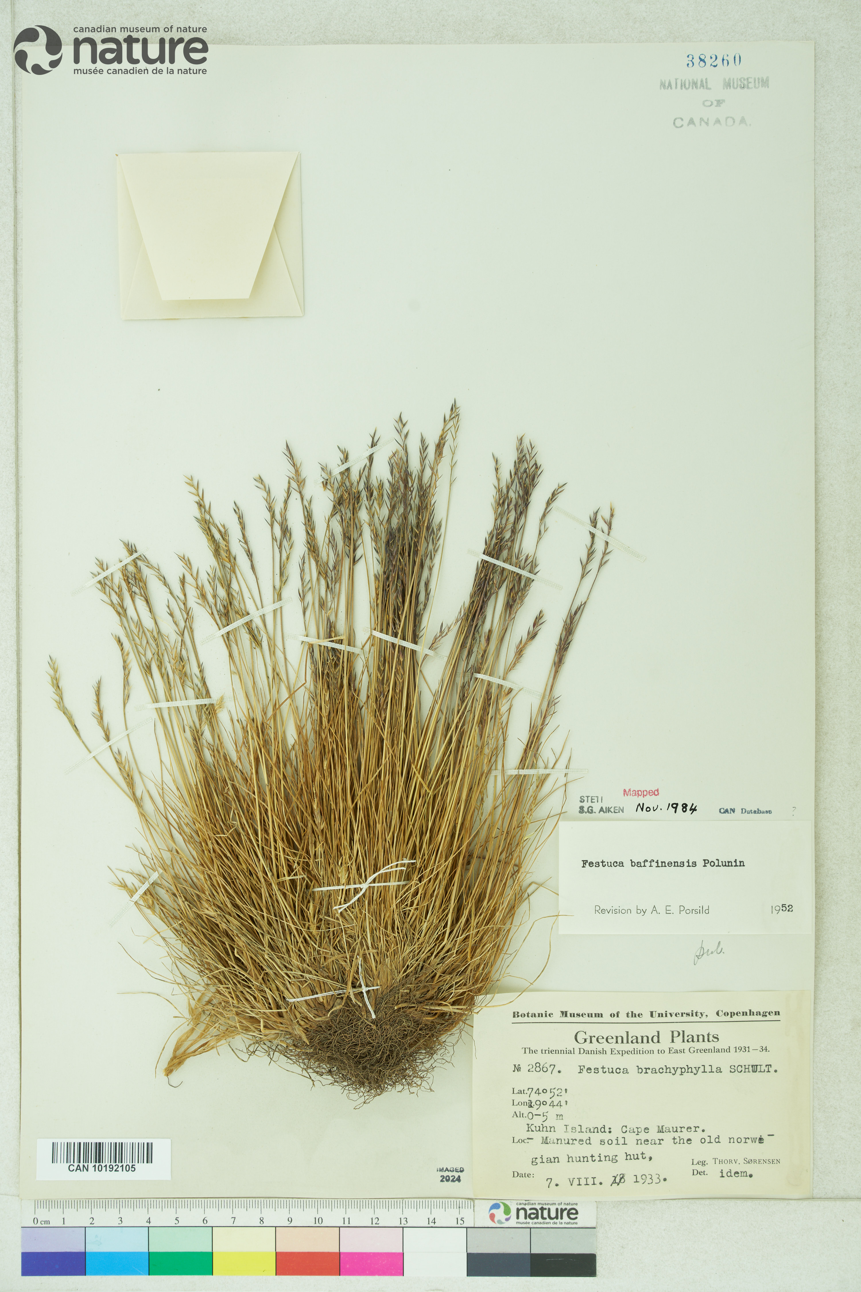 Festuca baffinensis image