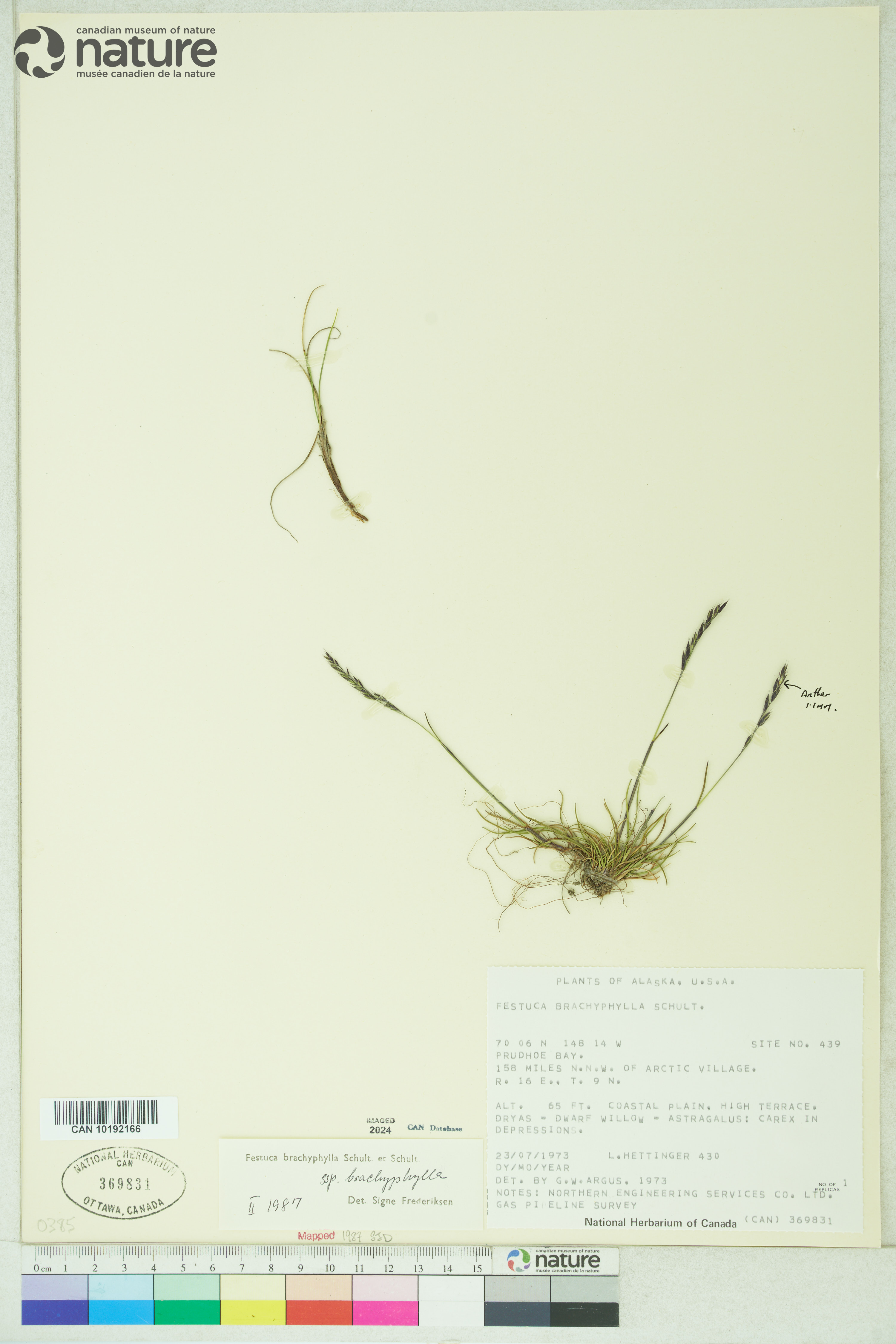Festuca brachyphylla subsp. brachyphylla image