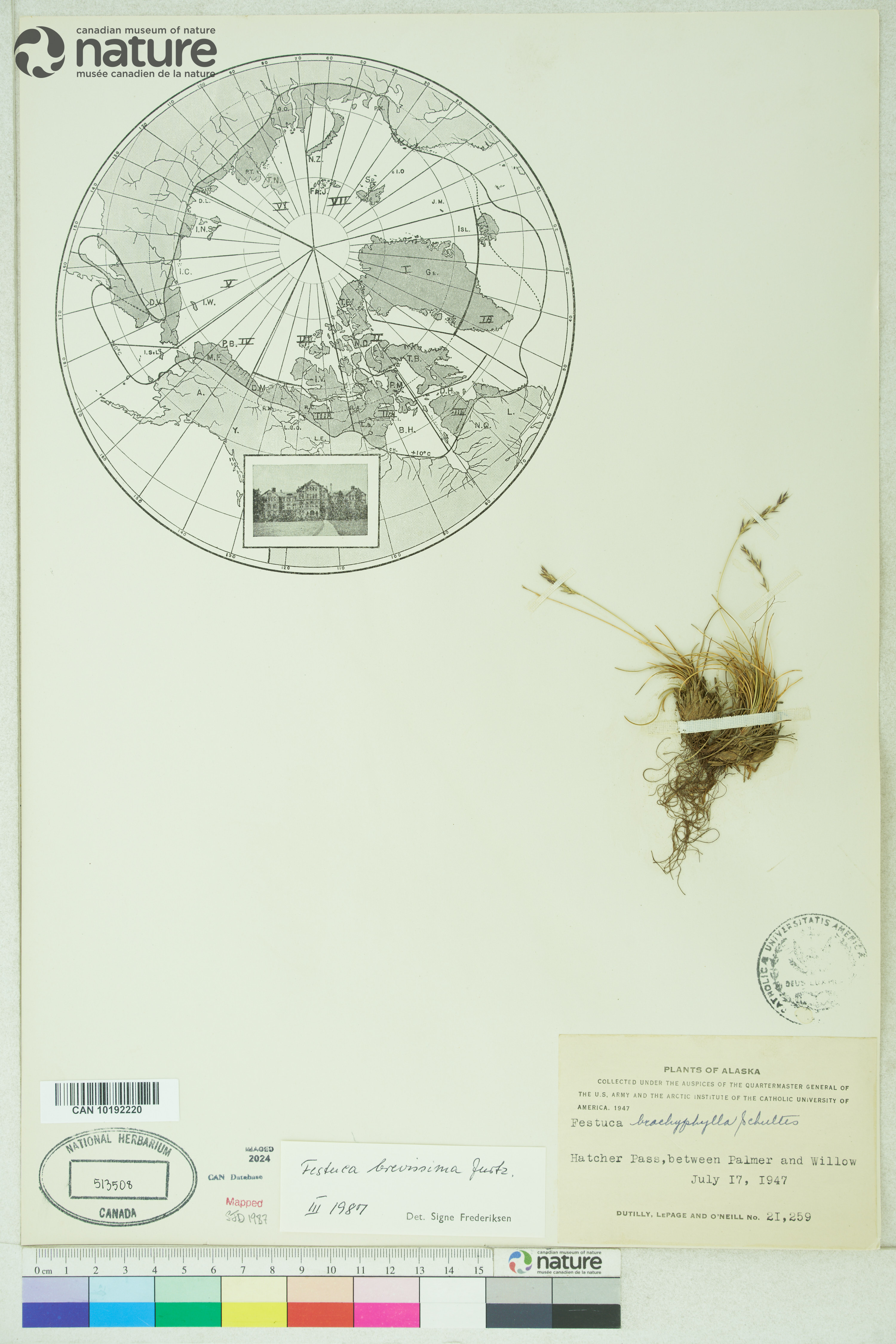 Festuca brevissima image