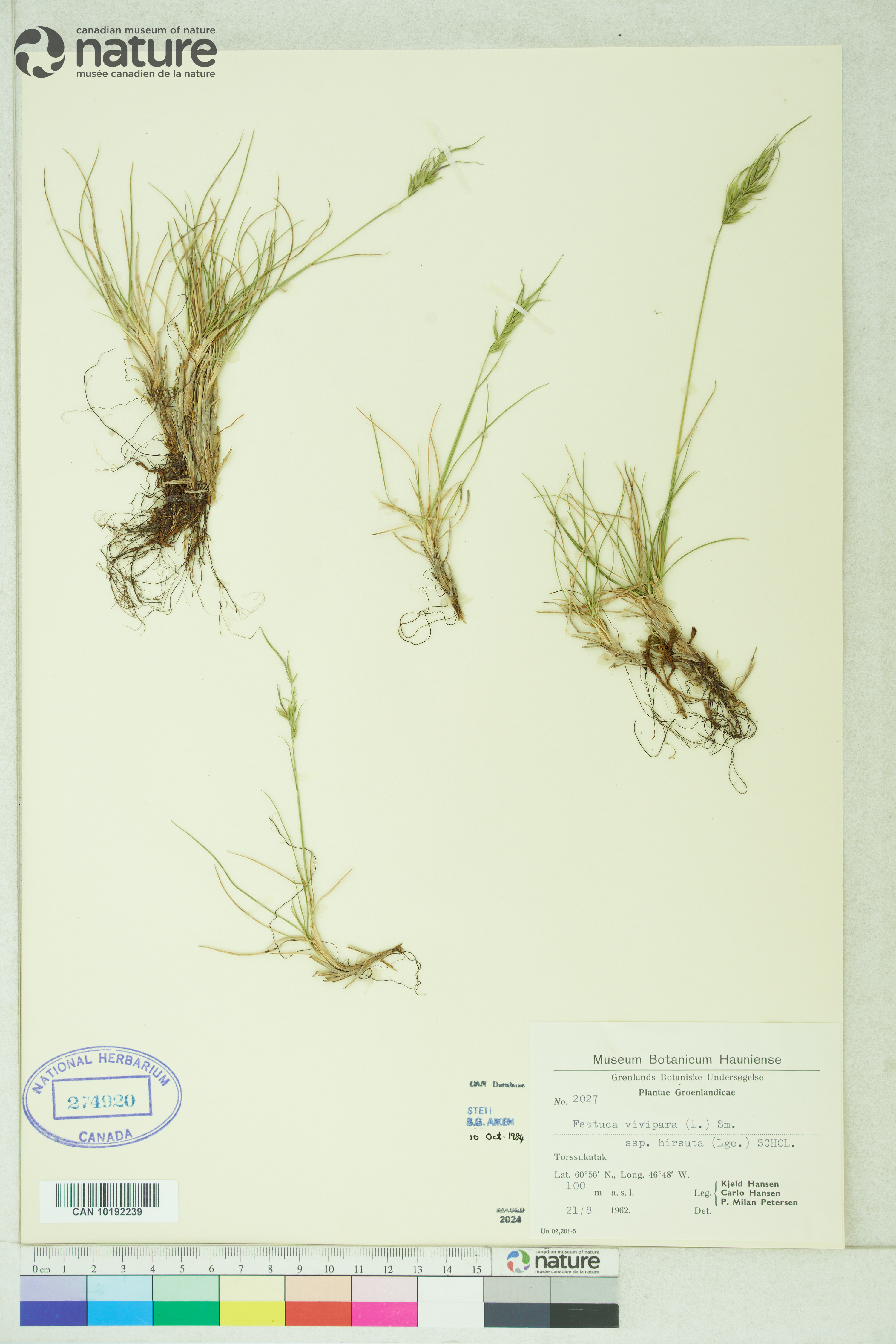 Festuca frederikseniae image