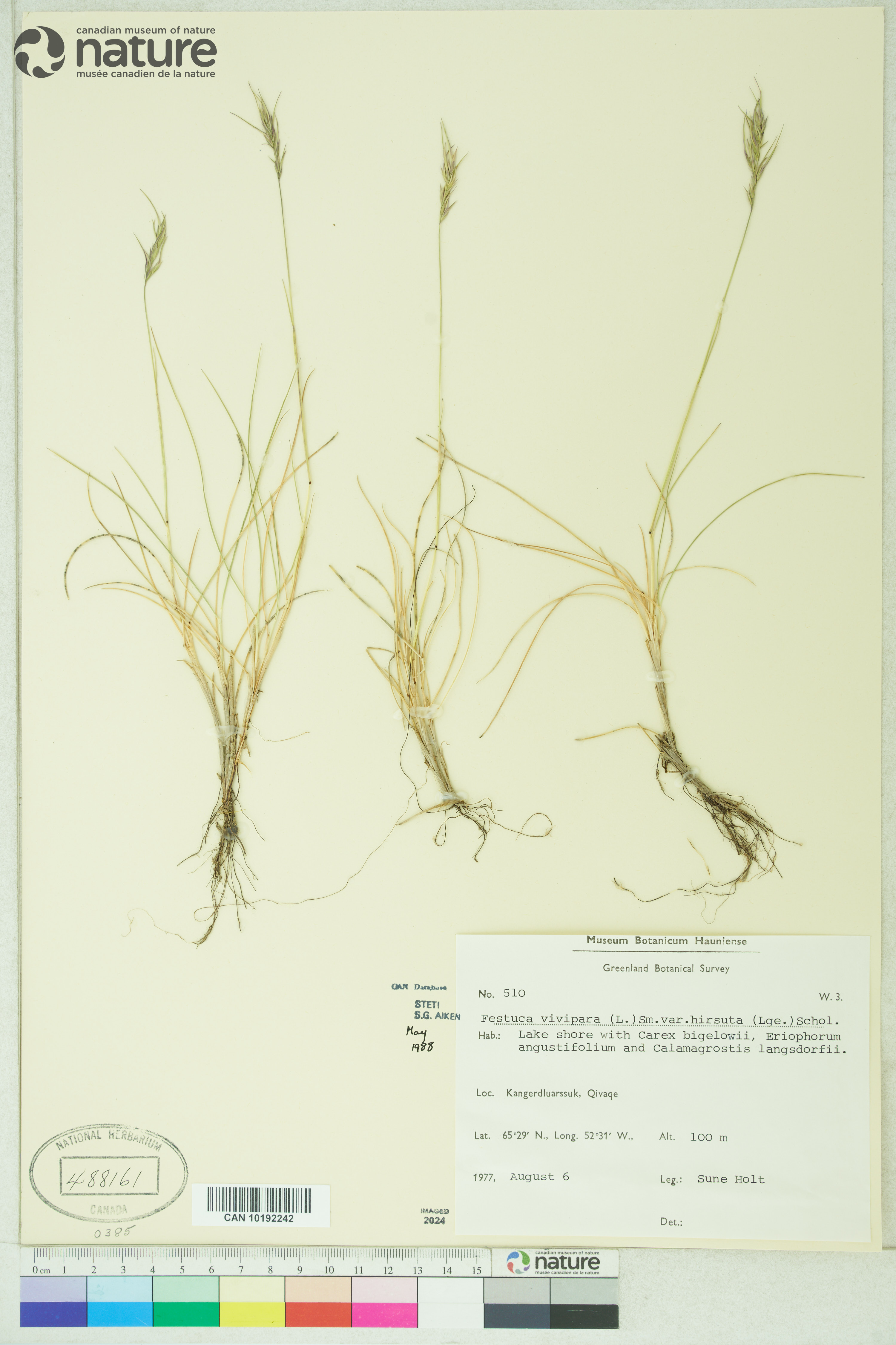 Festuca frederikseniae image