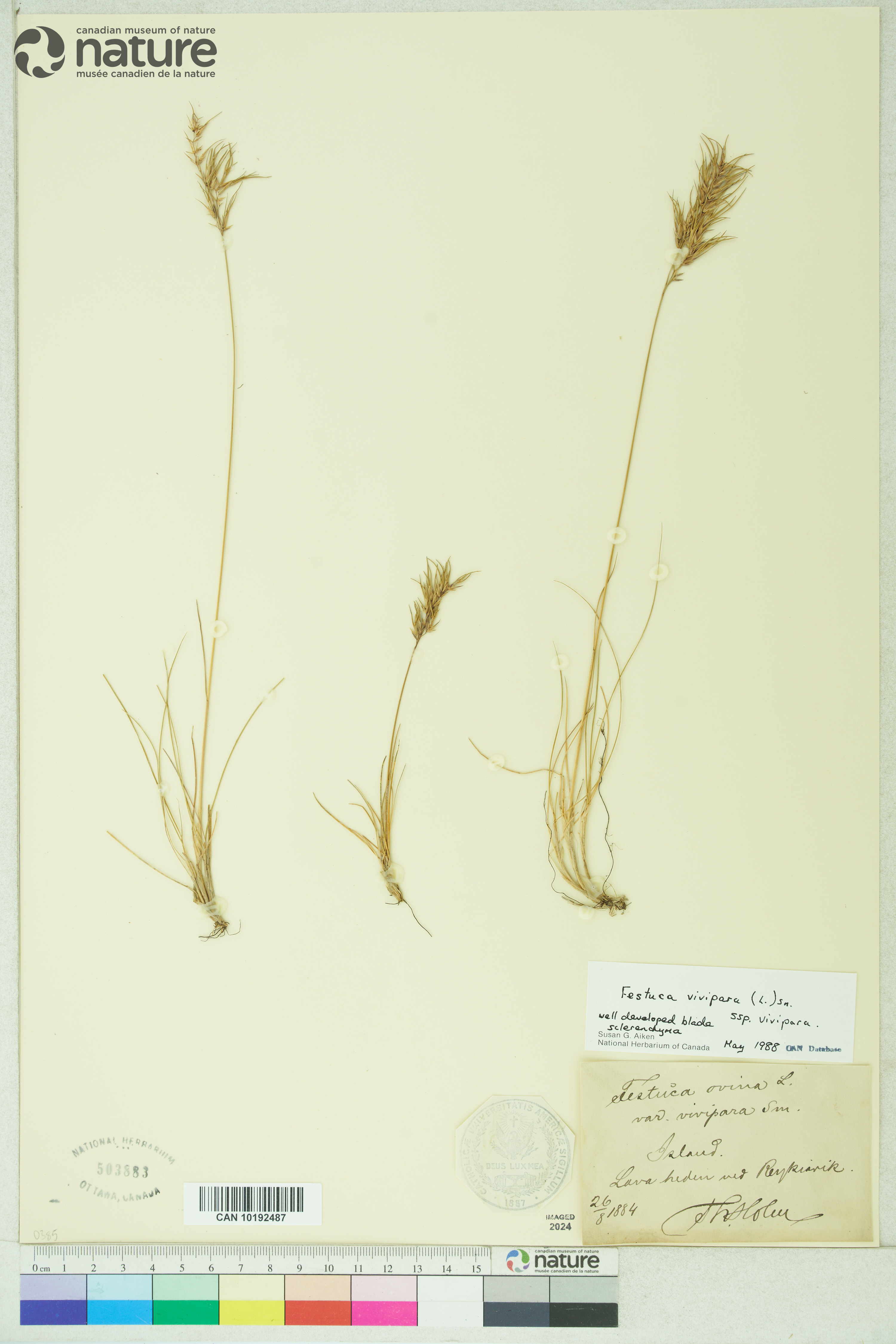 Festuca vivipara subsp. vivipara image