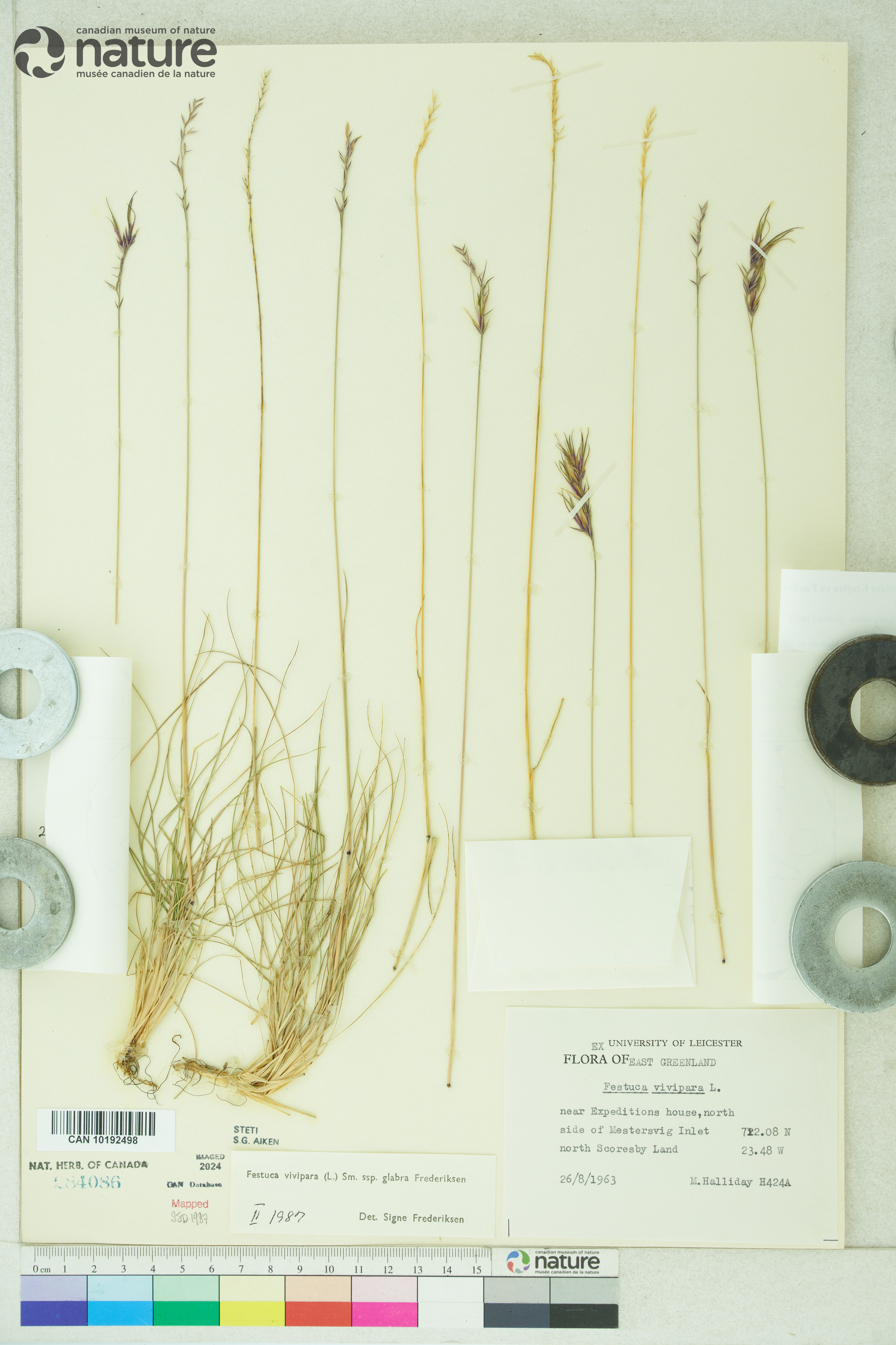 Festuca viviparoidea subsp. viviparoidea image