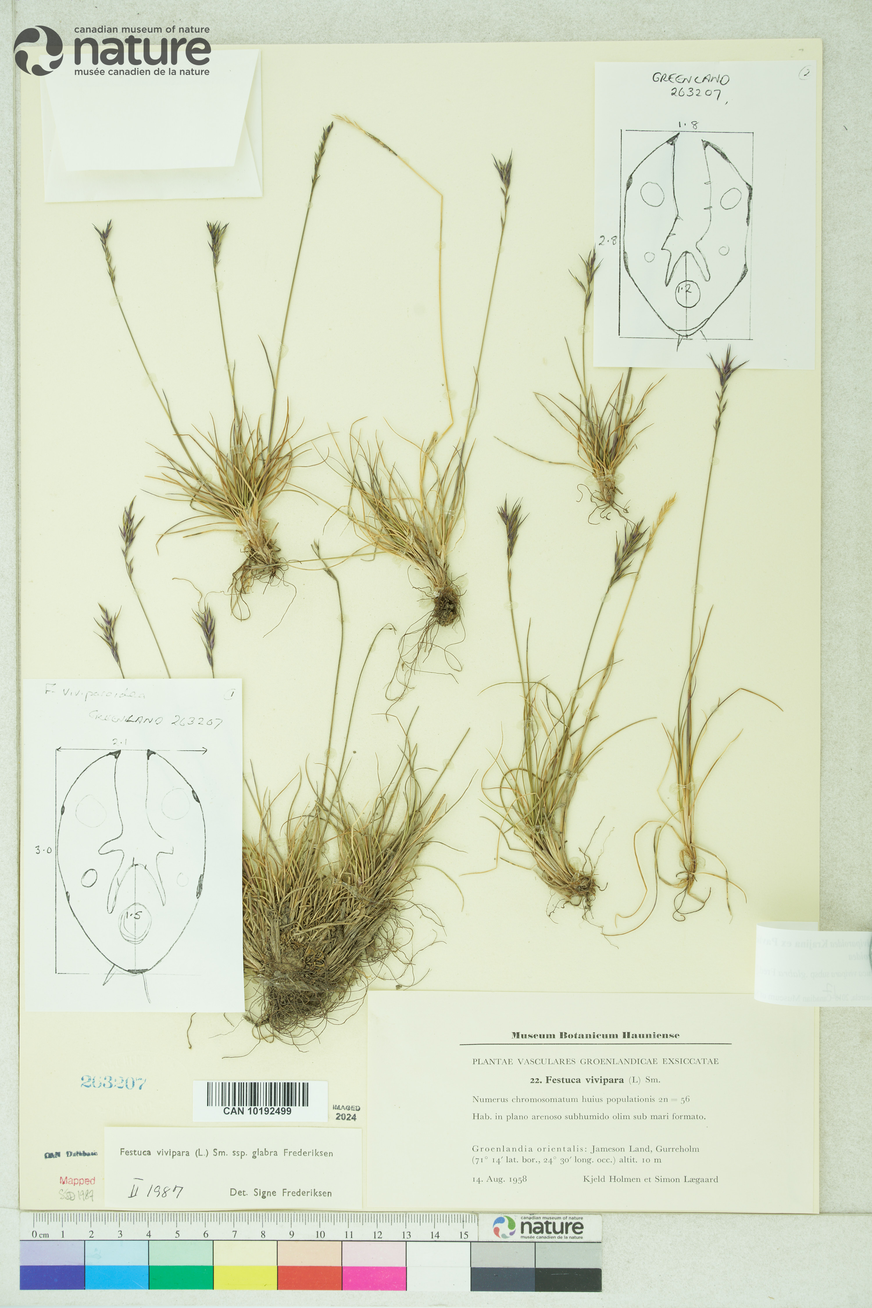 Festuca viviparoidea subsp. viviparoidea image