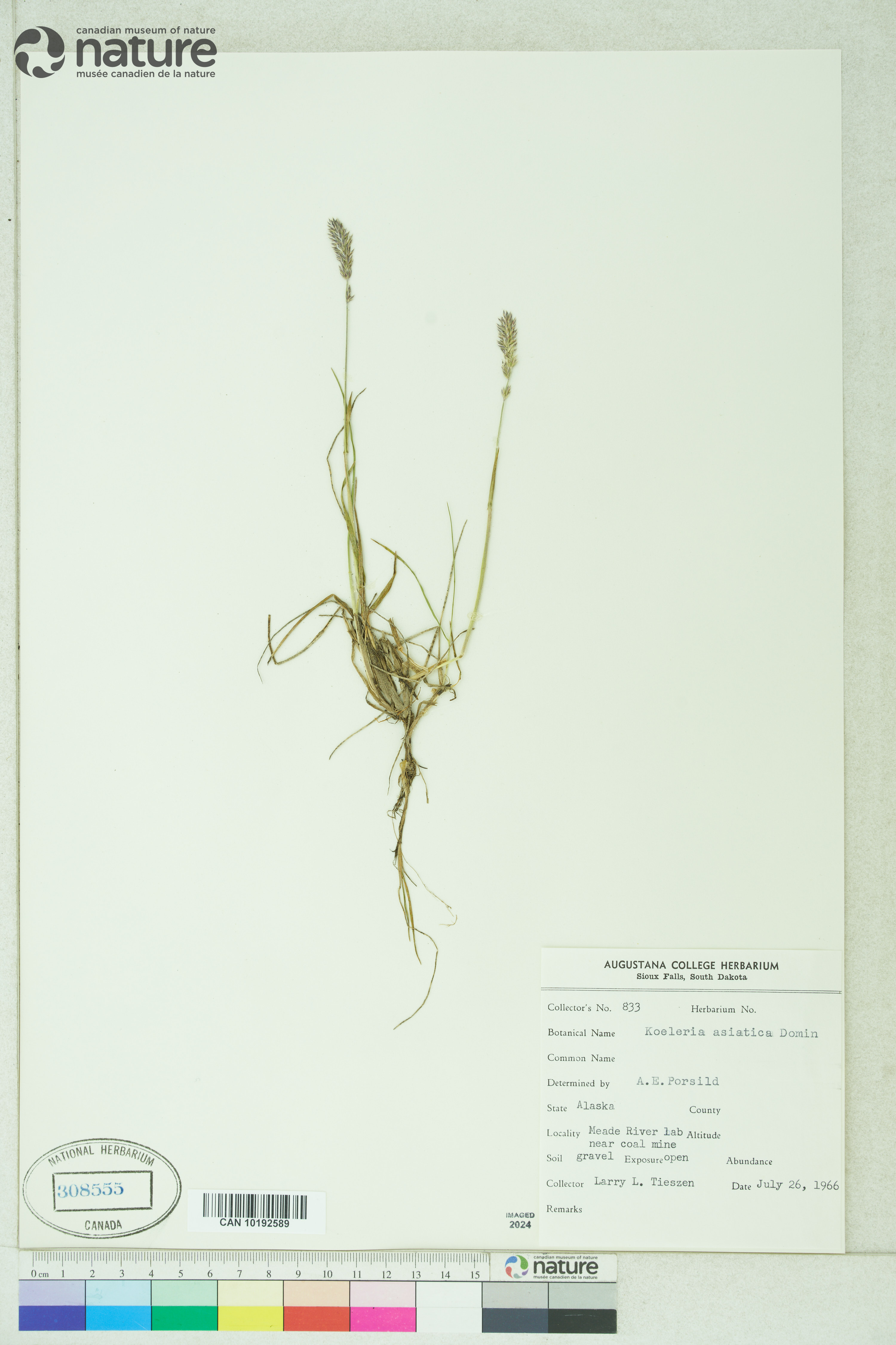 Koeleria asiatica image