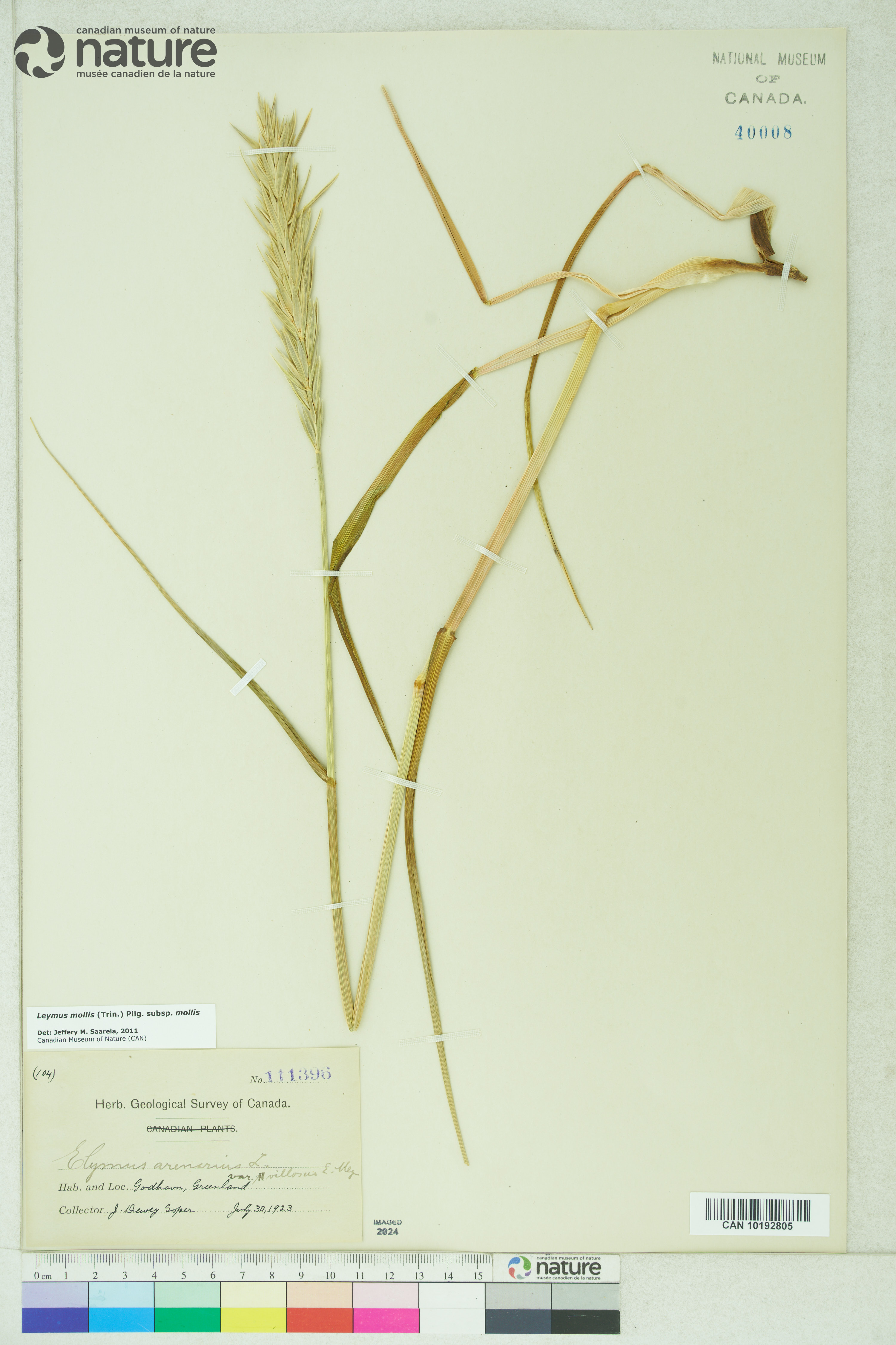 Leymus mollis subsp. mollis image