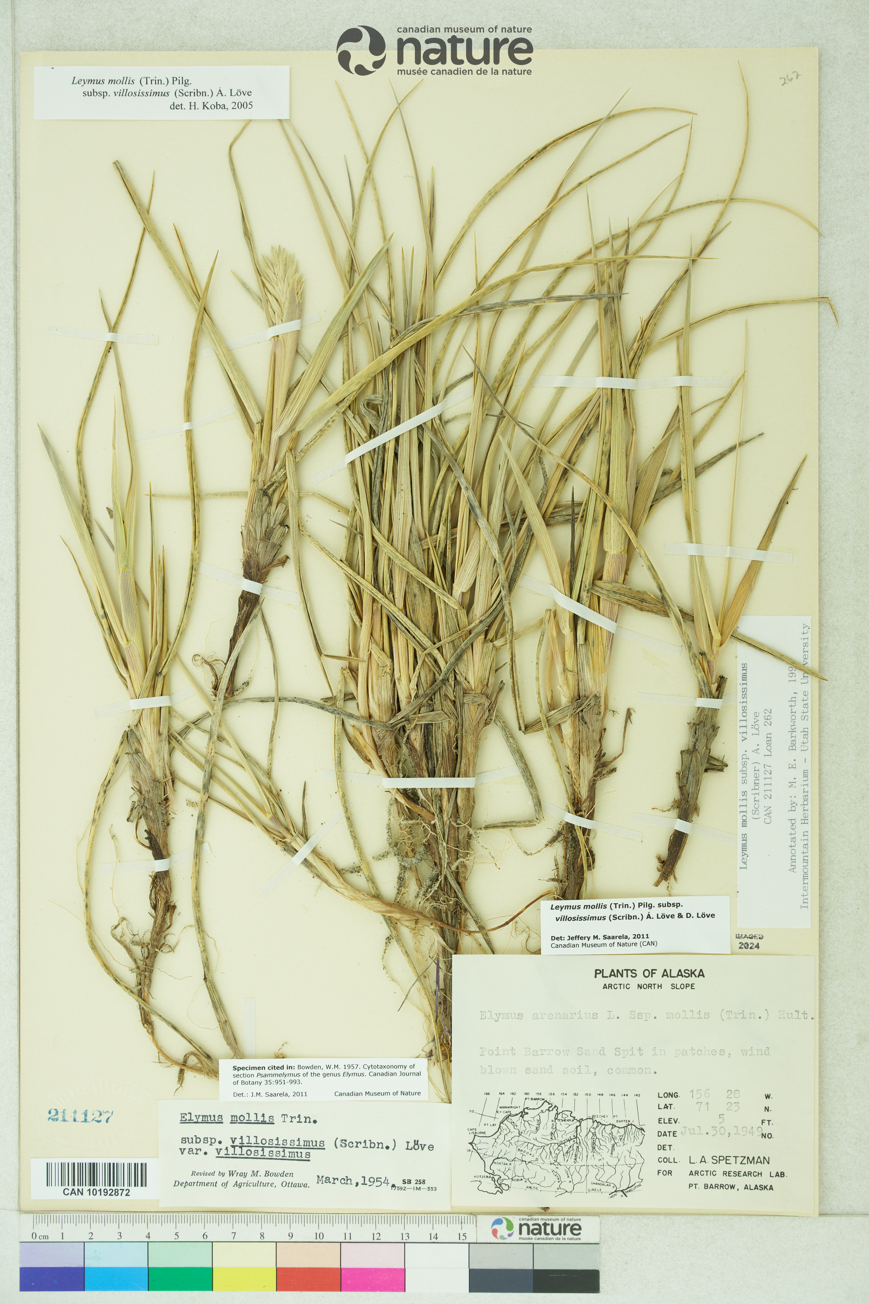 Leymus mollis subsp. villosissimus image