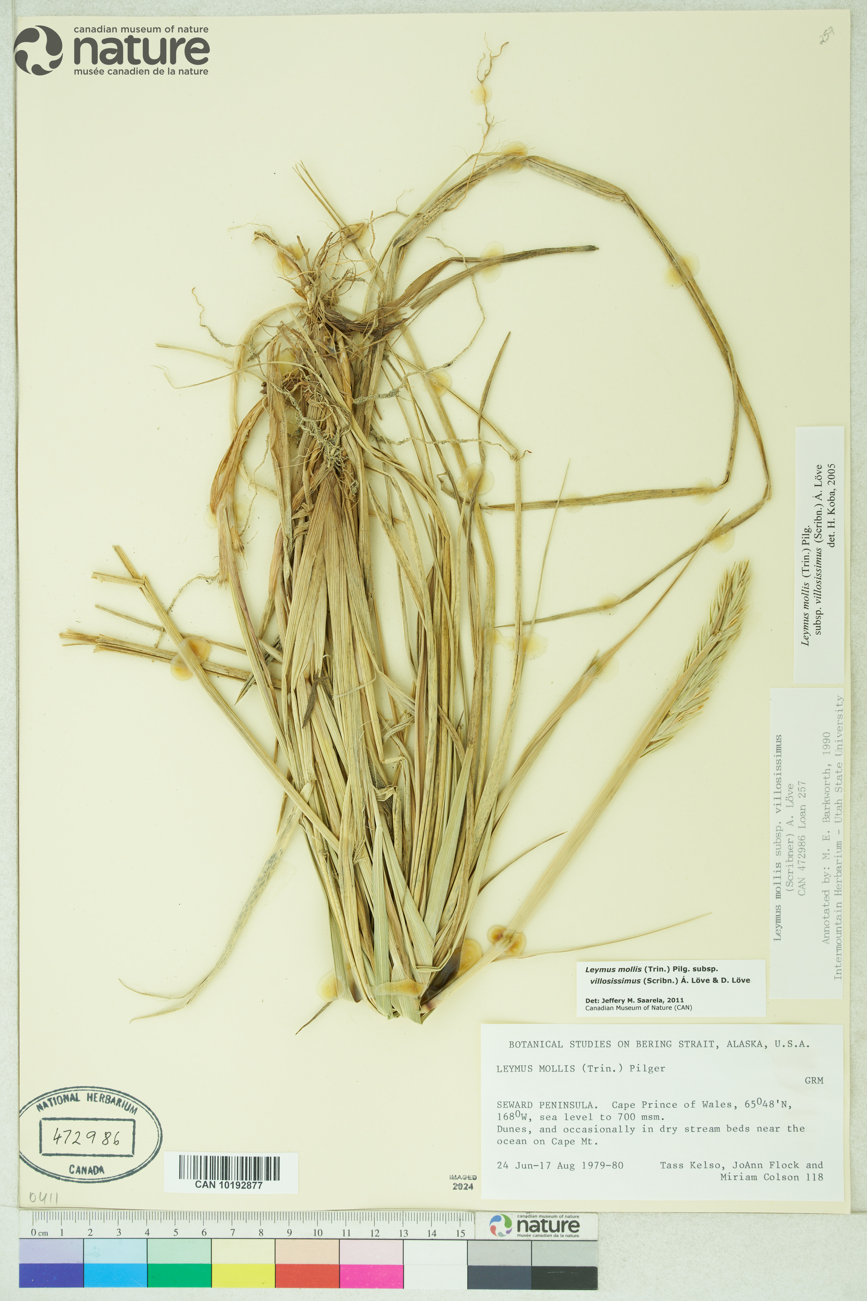 Leymus mollis subsp. villosissimus image