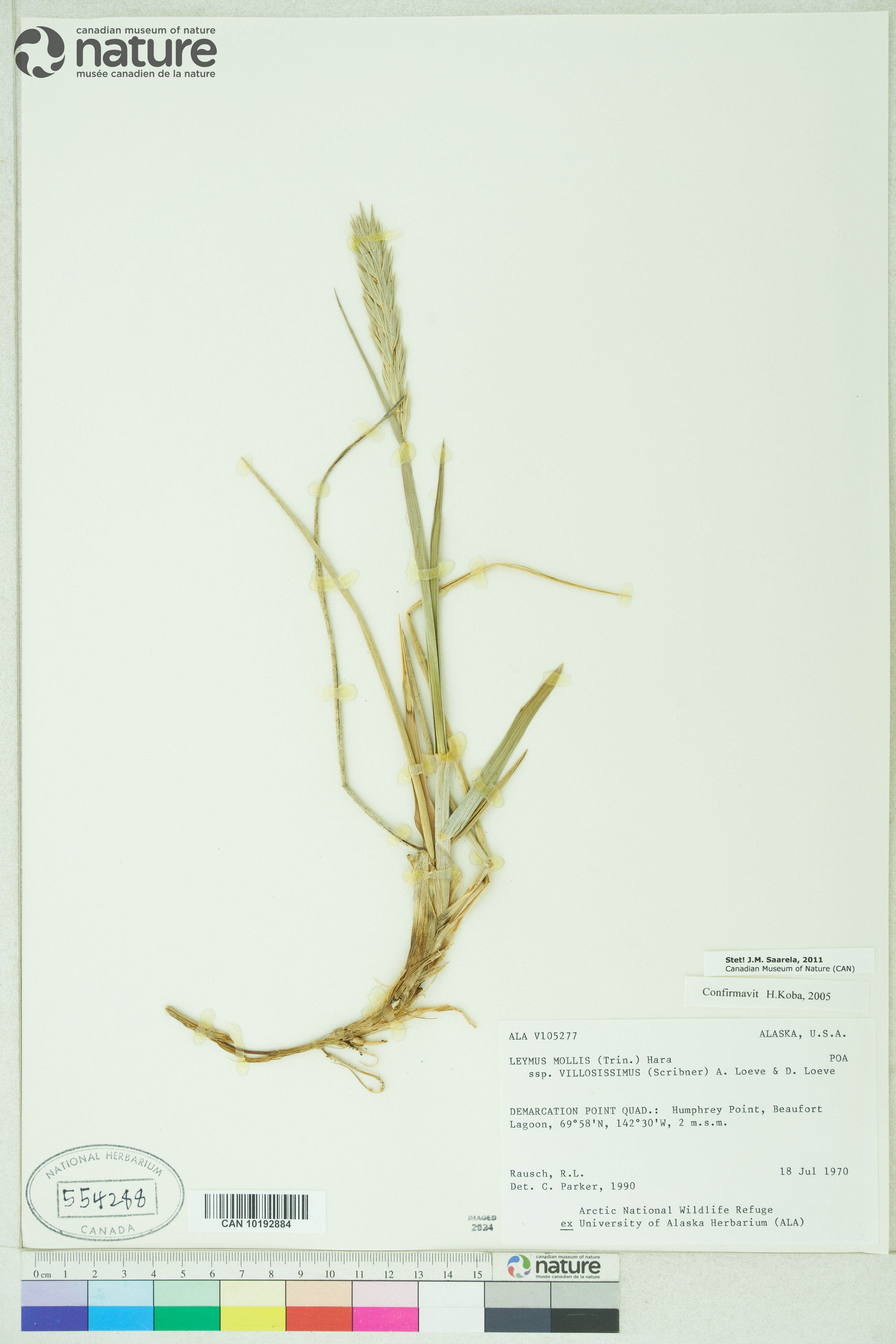 Leymus mollis subsp. villosissimus image