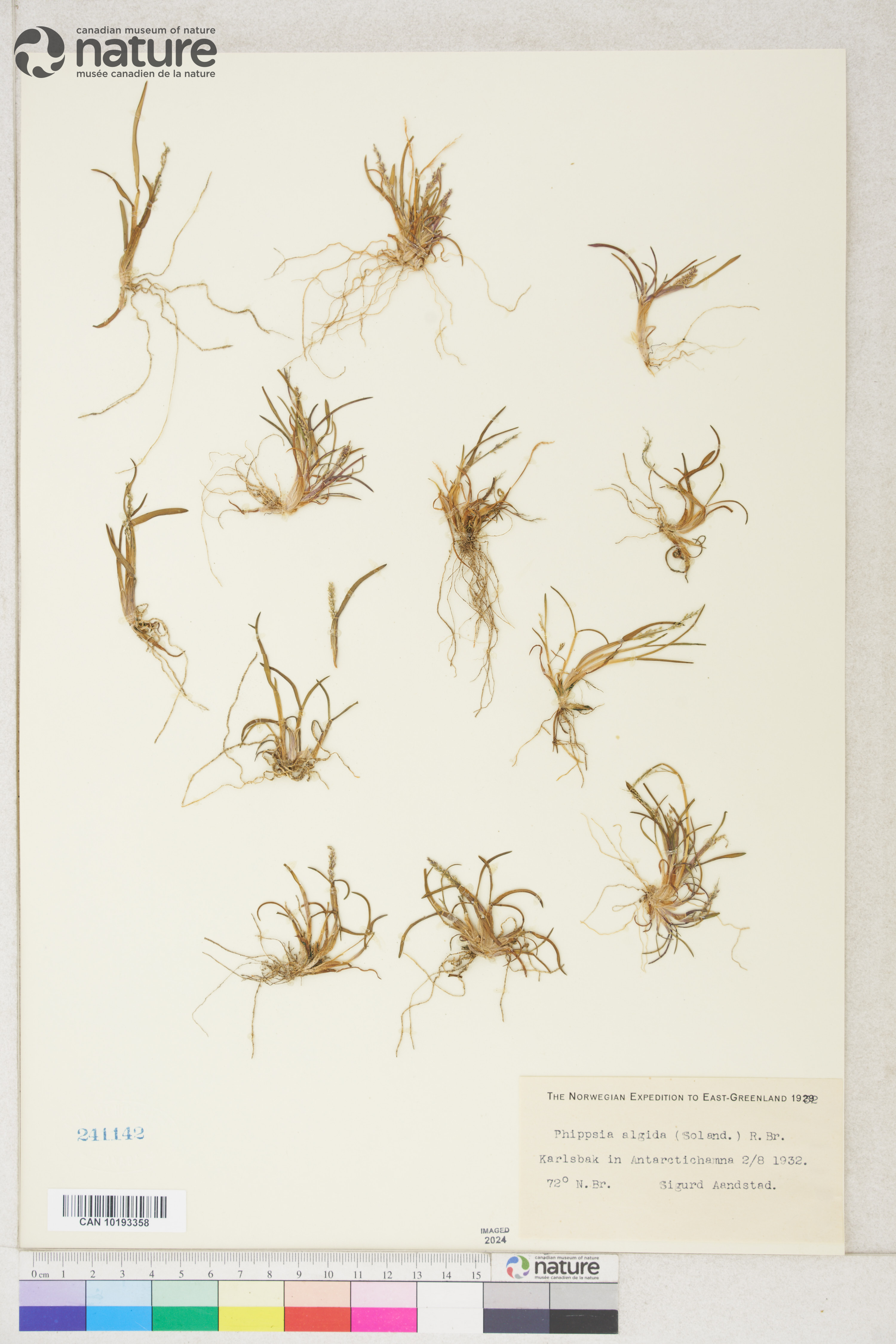 Phippsia algida image