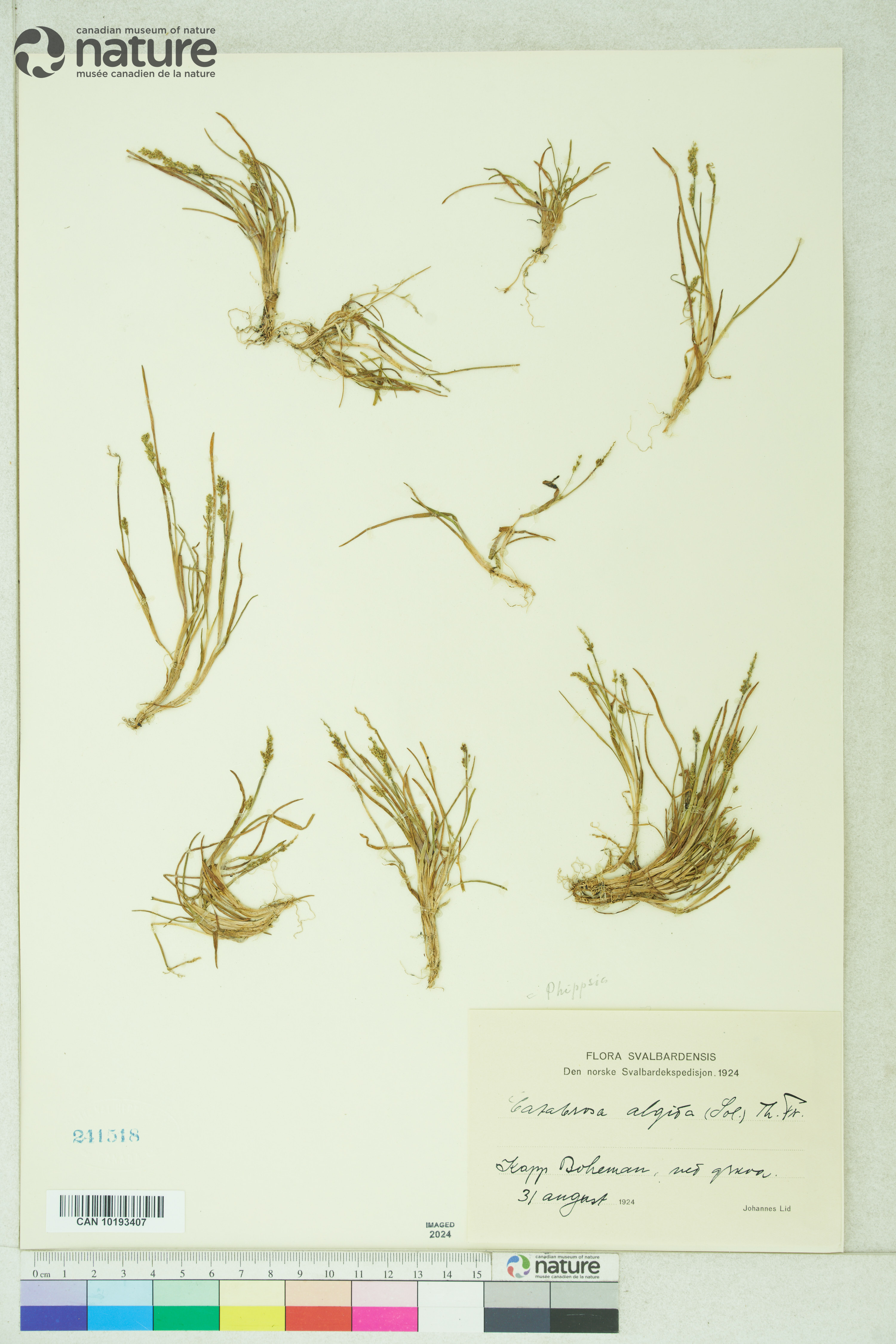 Phippsia algida image